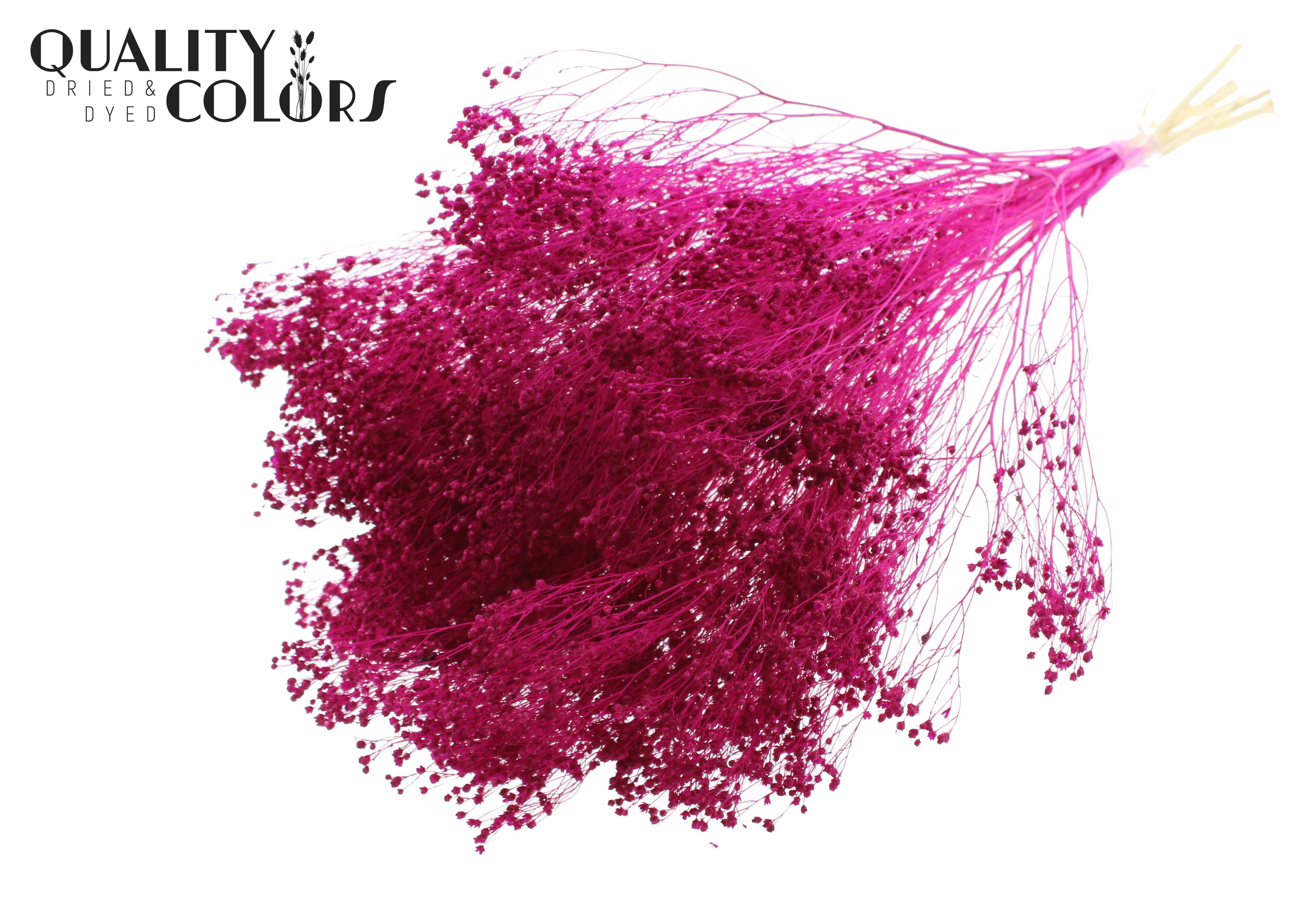 Broom Broom Lilac Per Bunch 50cm