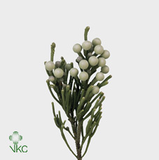 Kaaps Brunia Silver