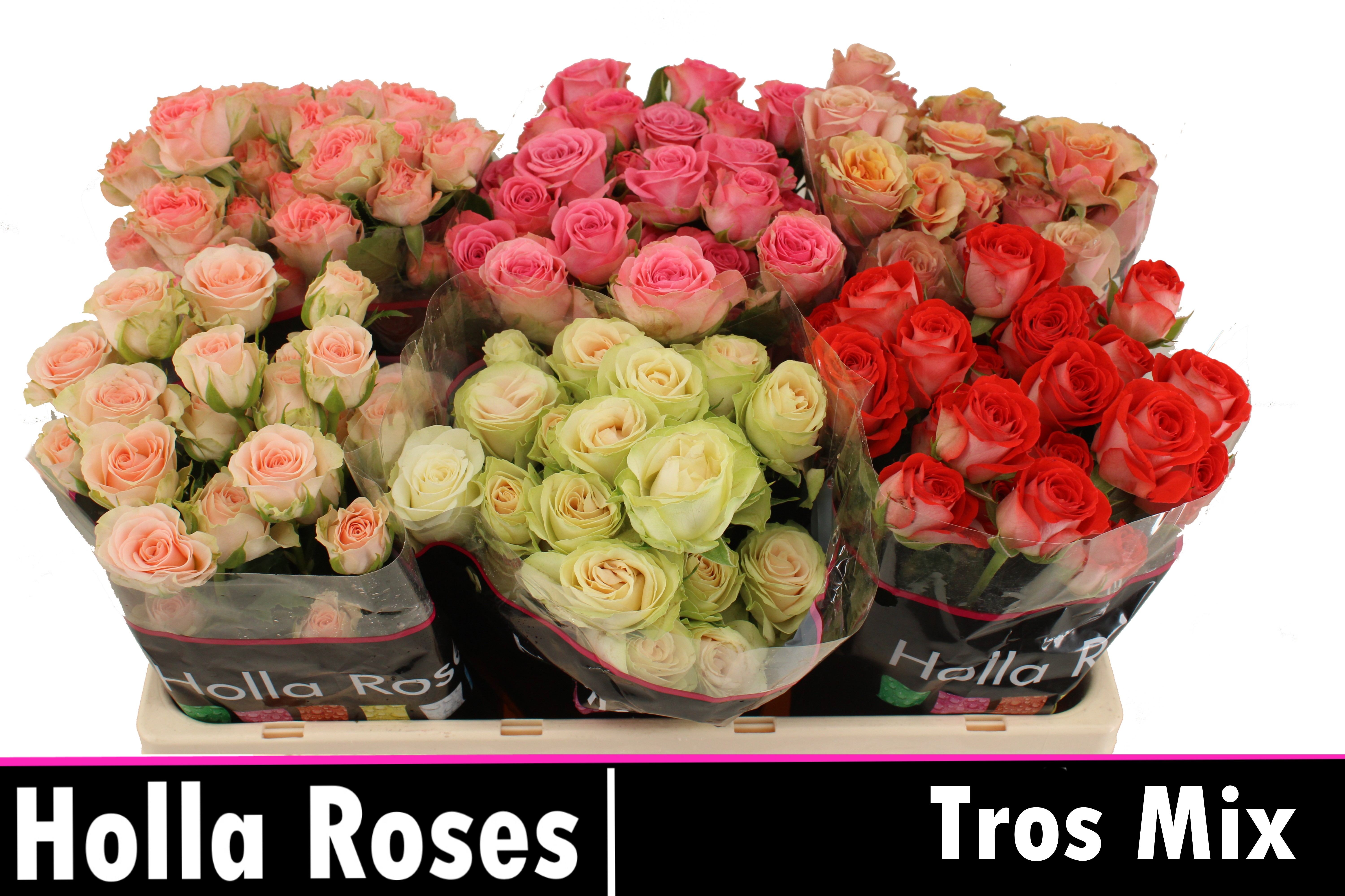 Rosa Spr 50cm