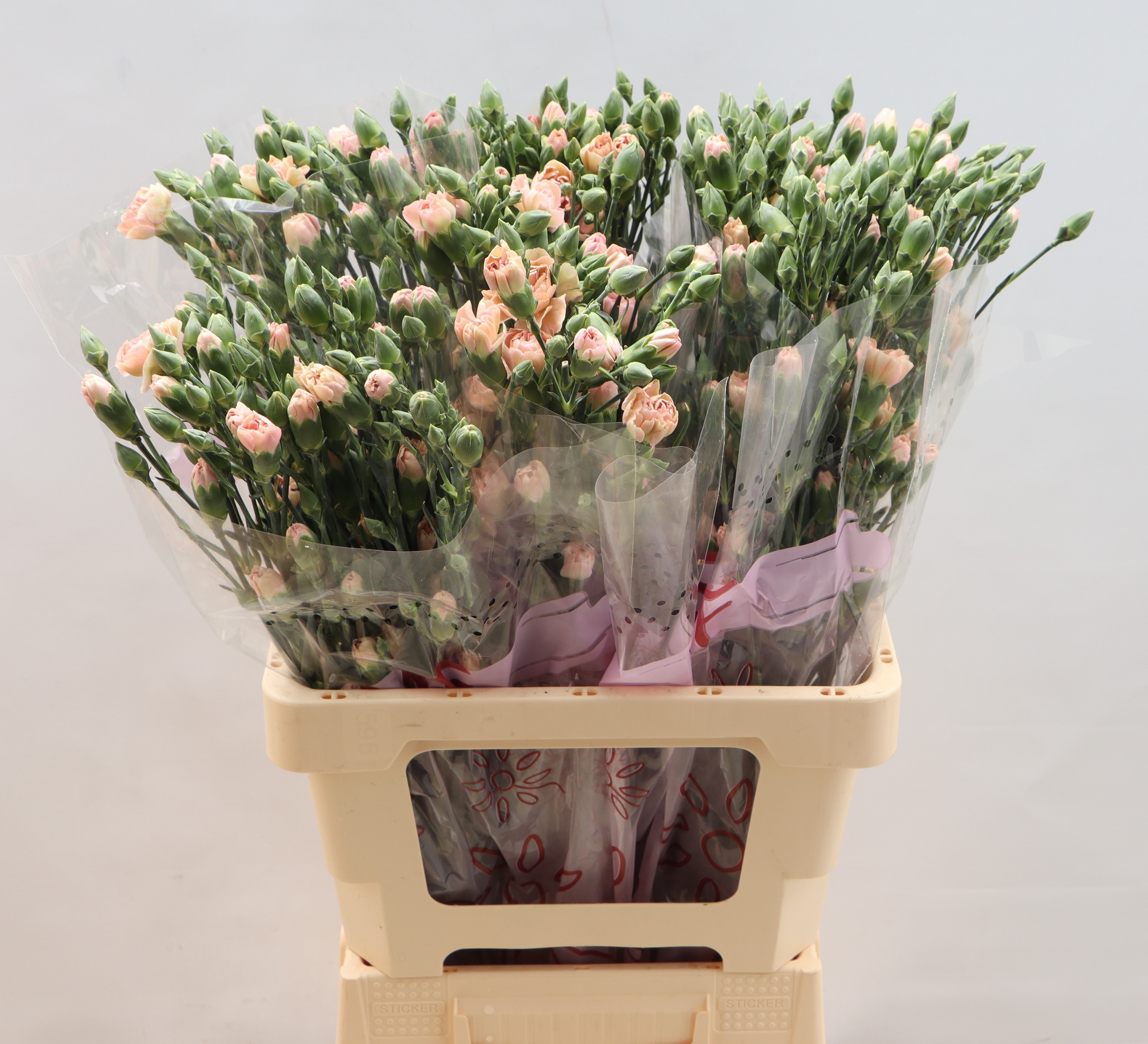 Dianthus Spray Miss Prudence 65cm