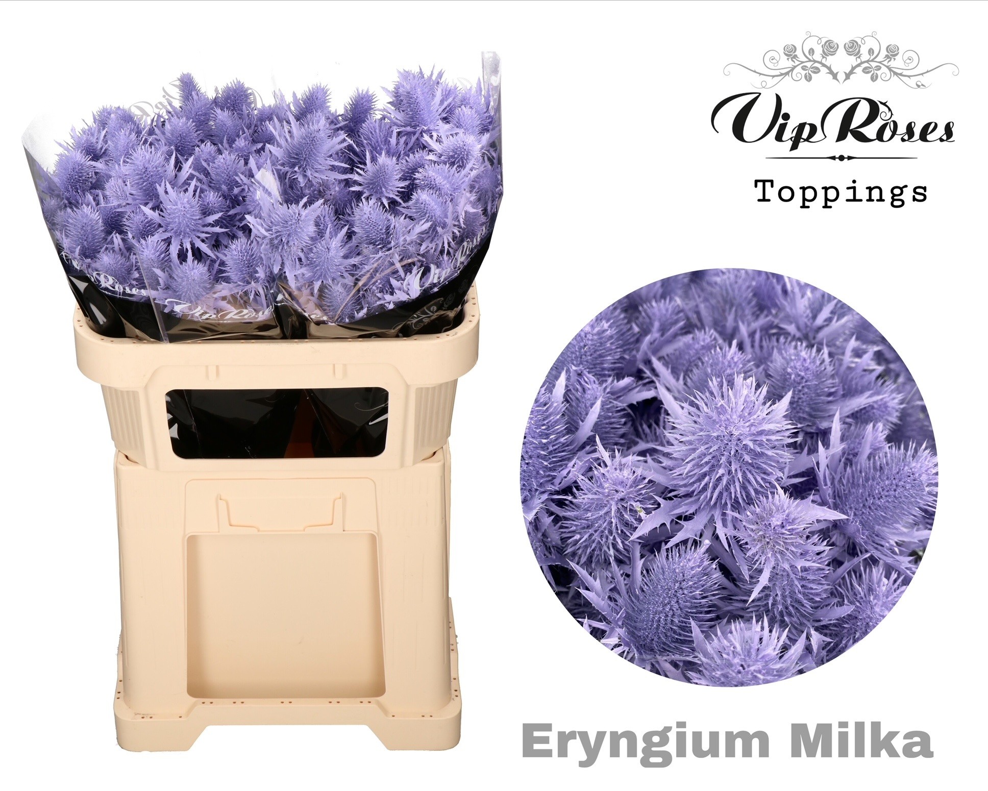 Eryngium Supernova Milka 60cm 60 cm
