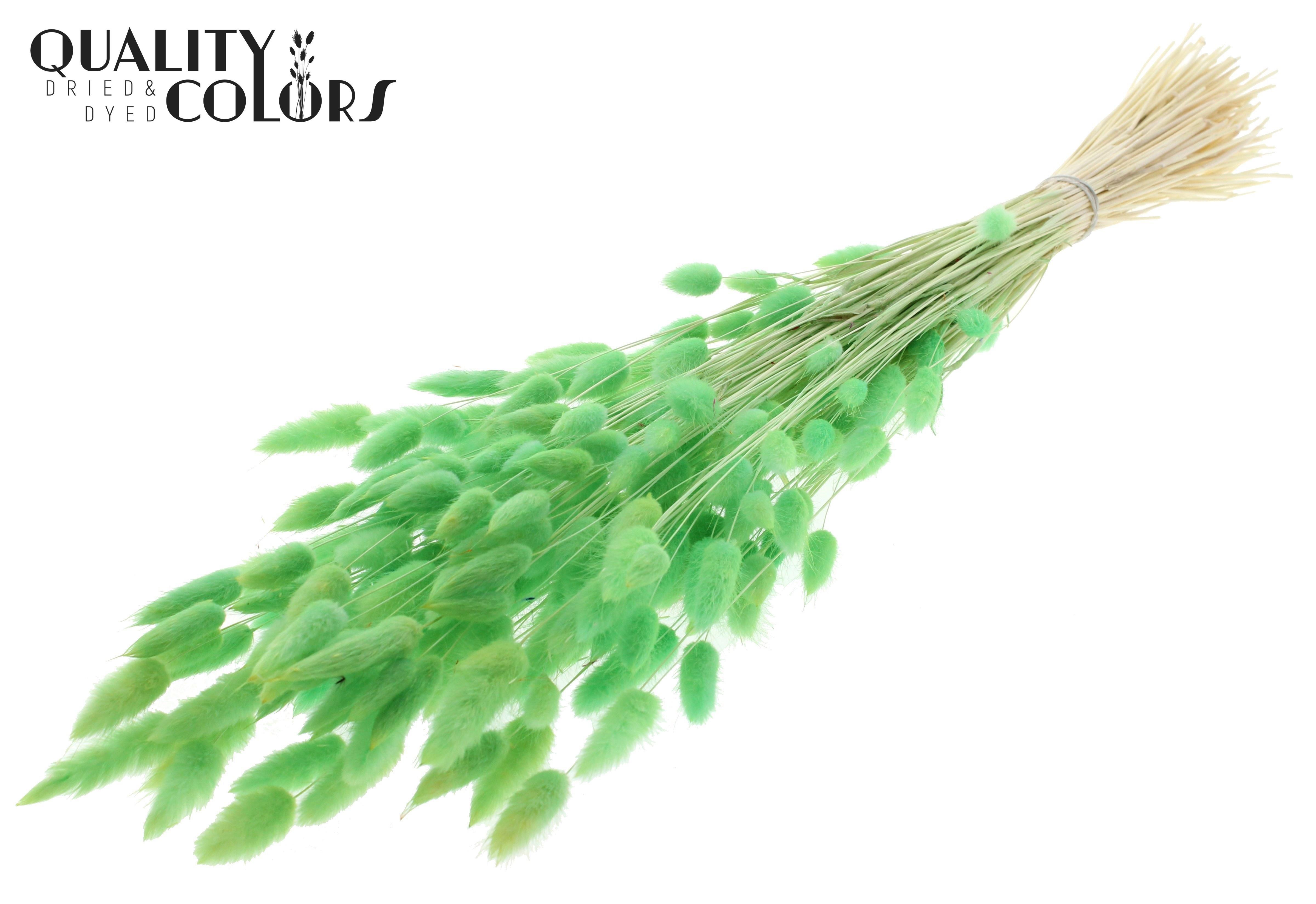 Lagurus Intense Mint Green Per Bunch 70cm