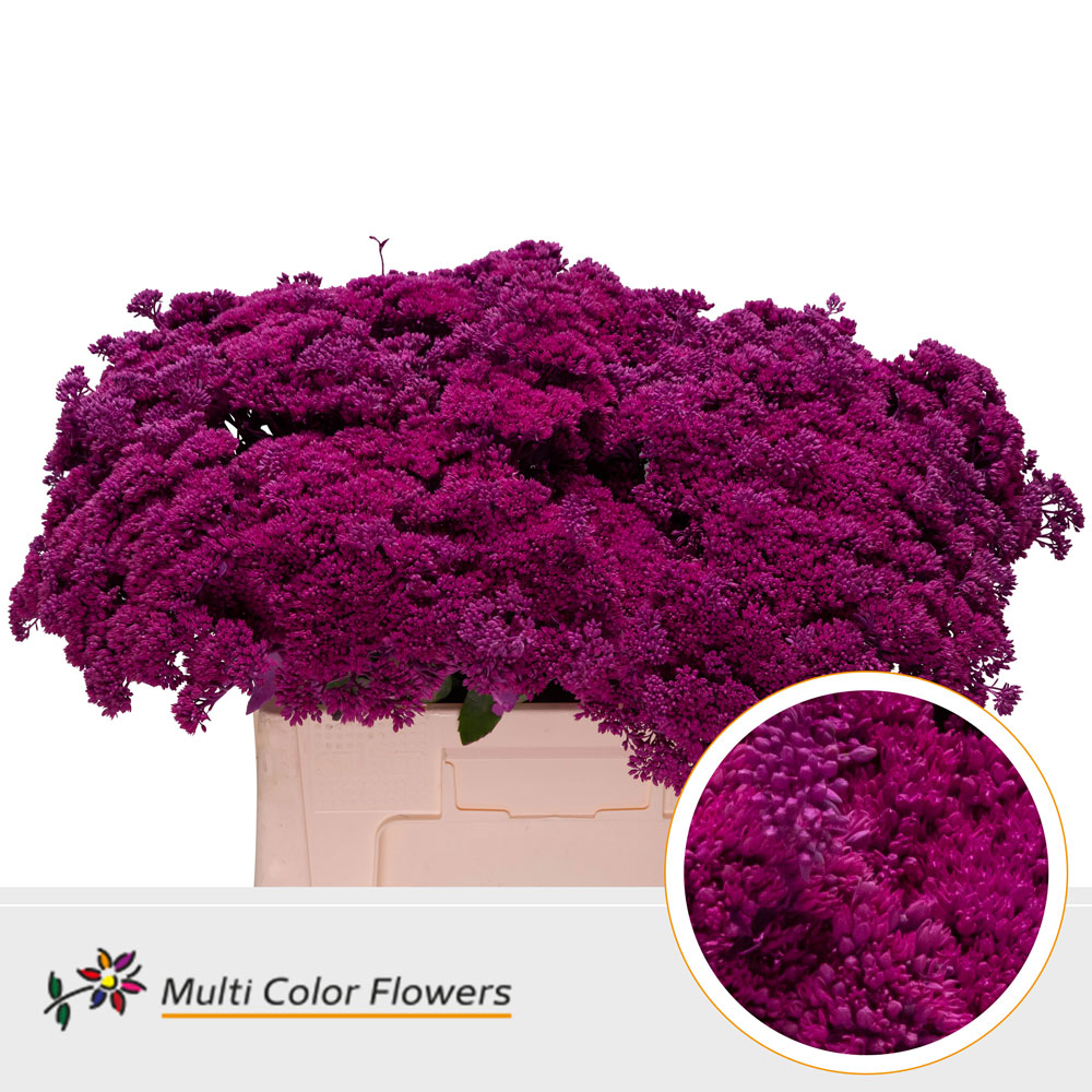 Sedum Painted Erica 55cm