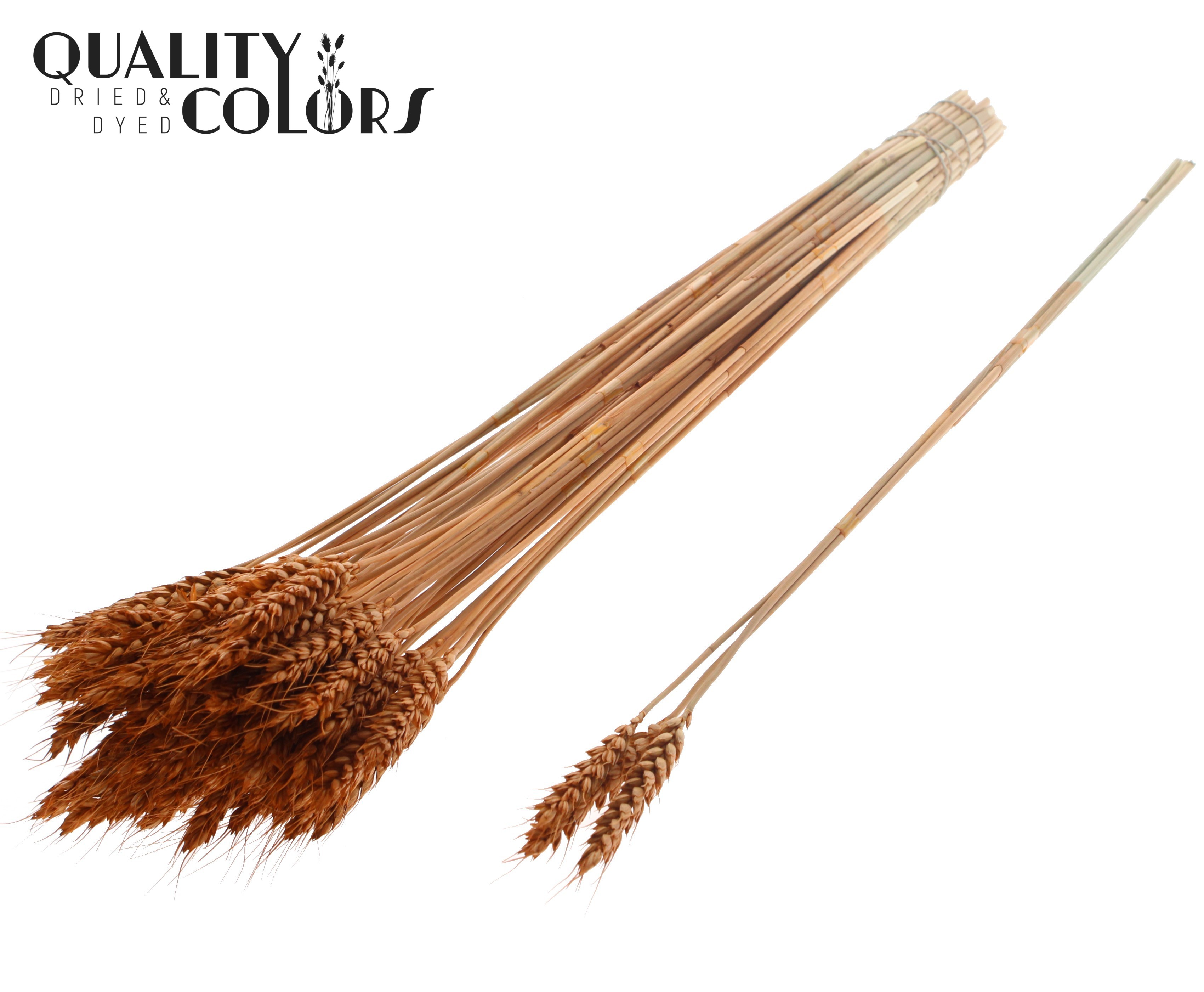 Triticum Tuft Terracotta 55cm