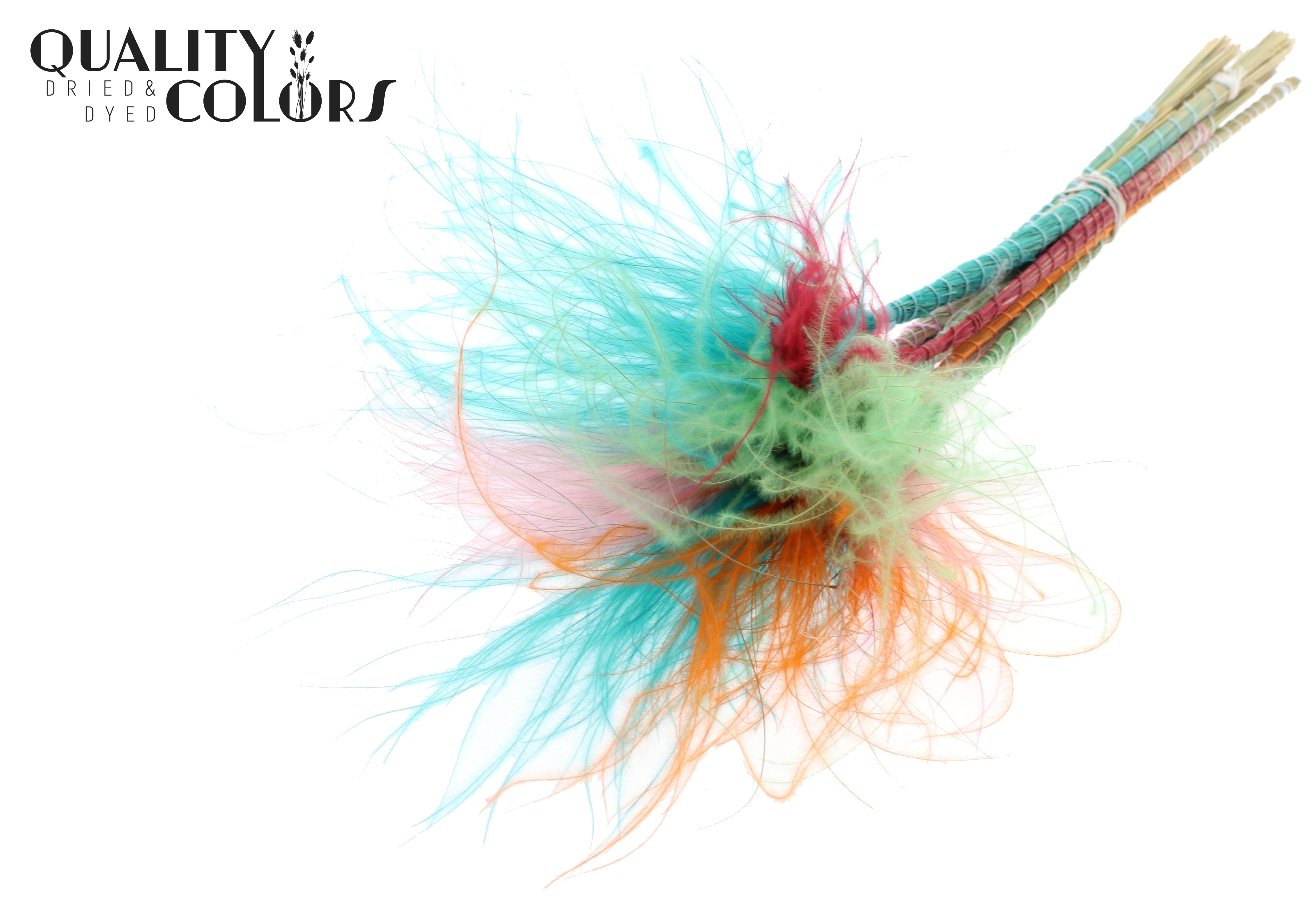Stypha Summer Sorbet Per Bunch 60cm