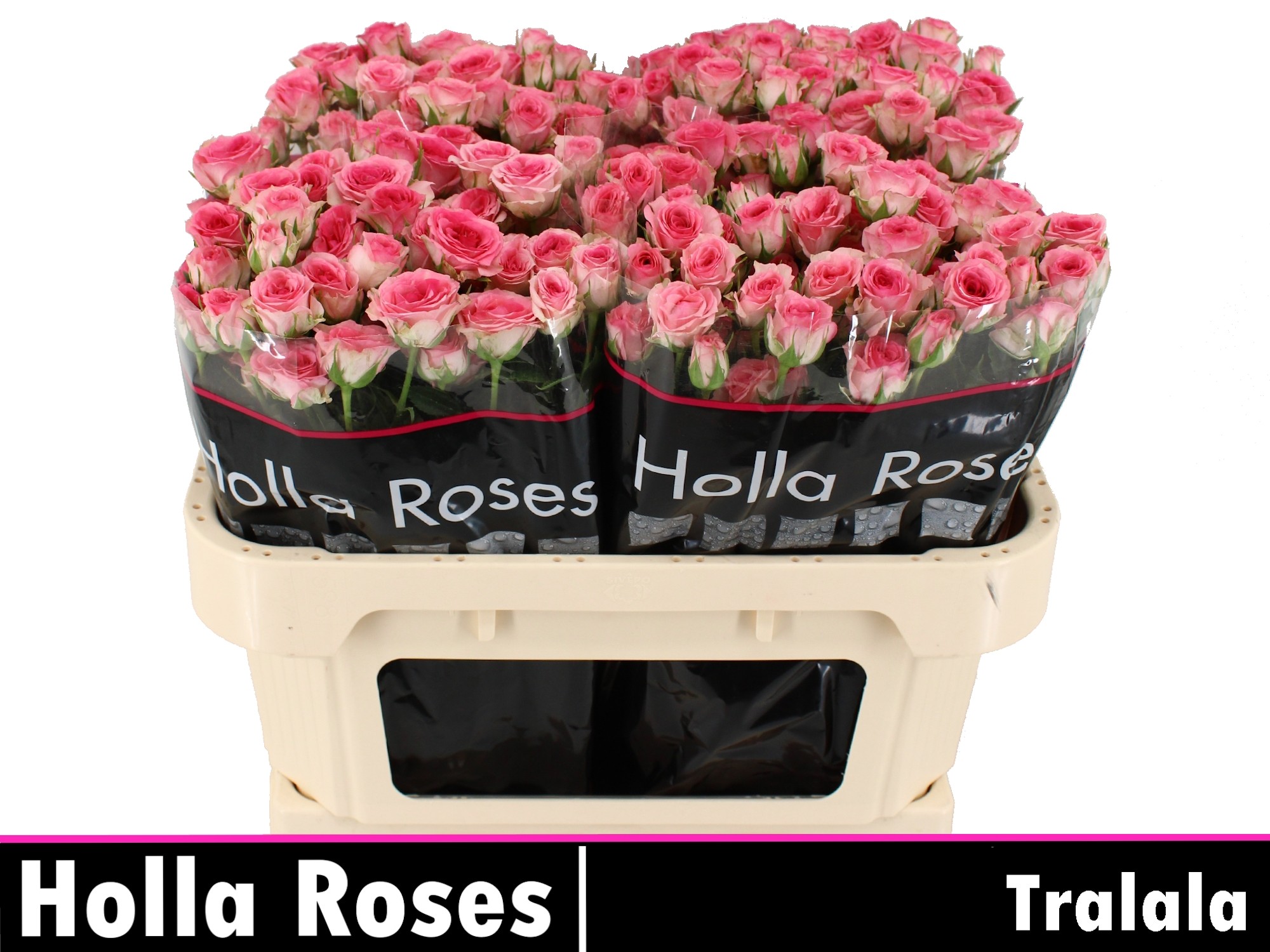 Rosa Spr Tralala 70cm