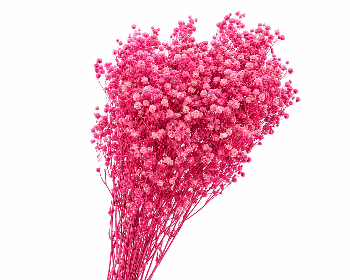 Dried Bleached Gypso Xlence Pink