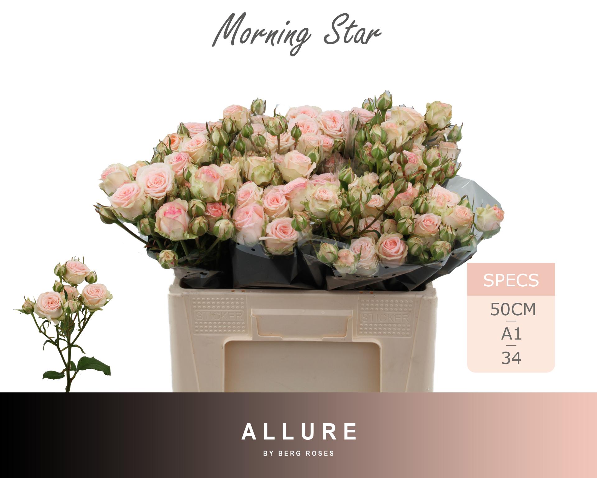 Rosa Spr Morning Star 50cm