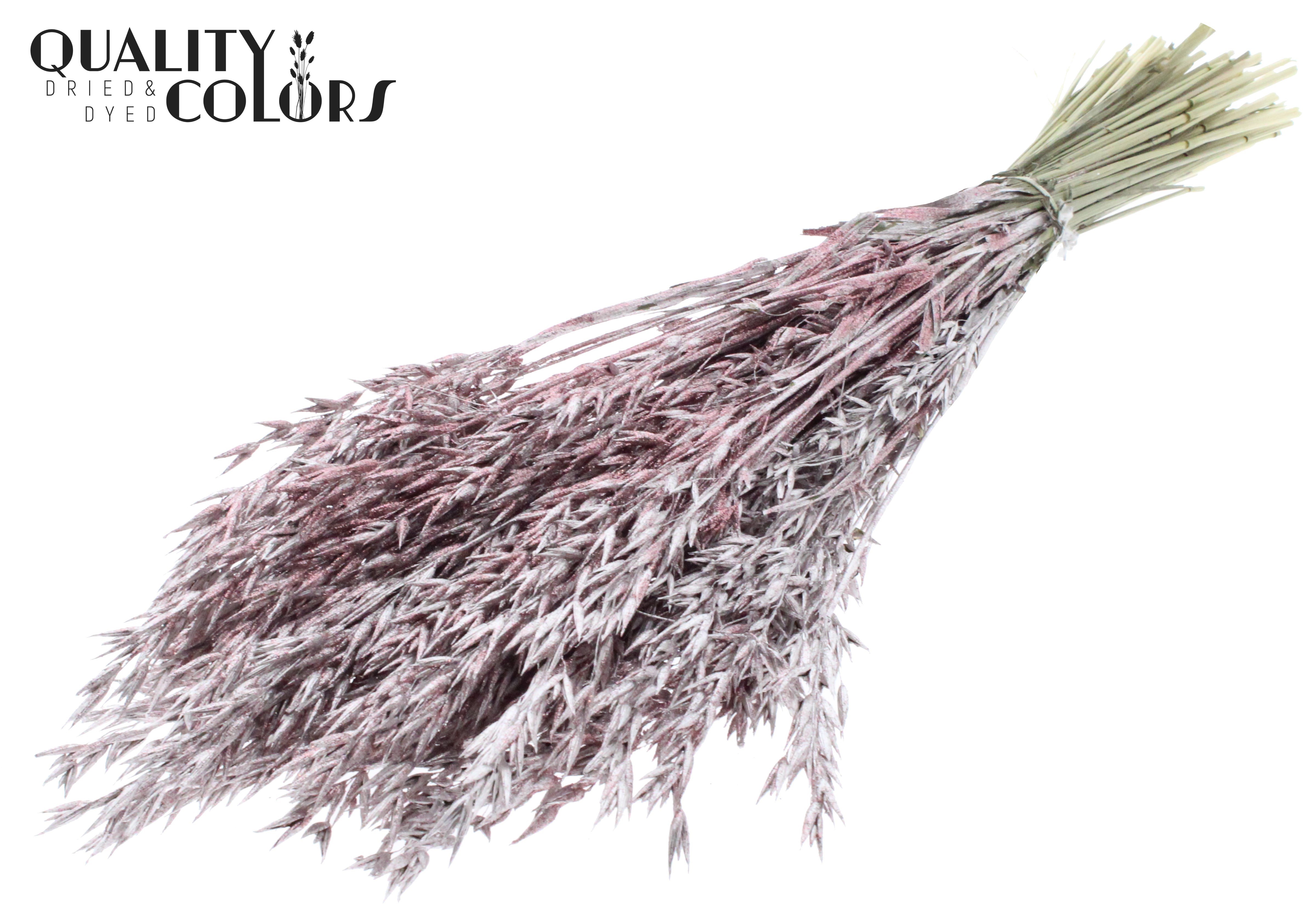 Avena Champagne + Glitter Per Bunch 60cm