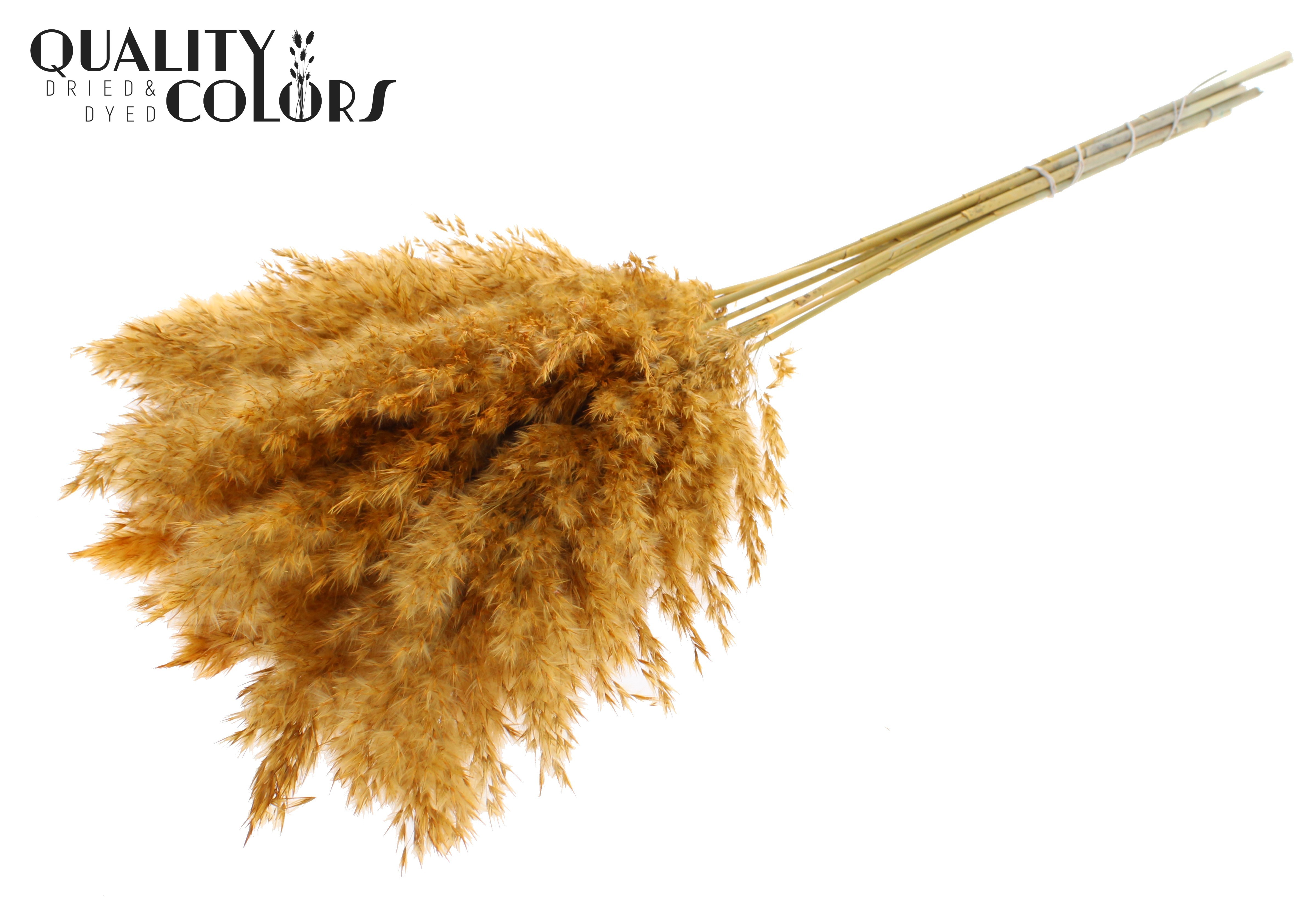 Pampas Grass Apricot Per Bunch 70cm