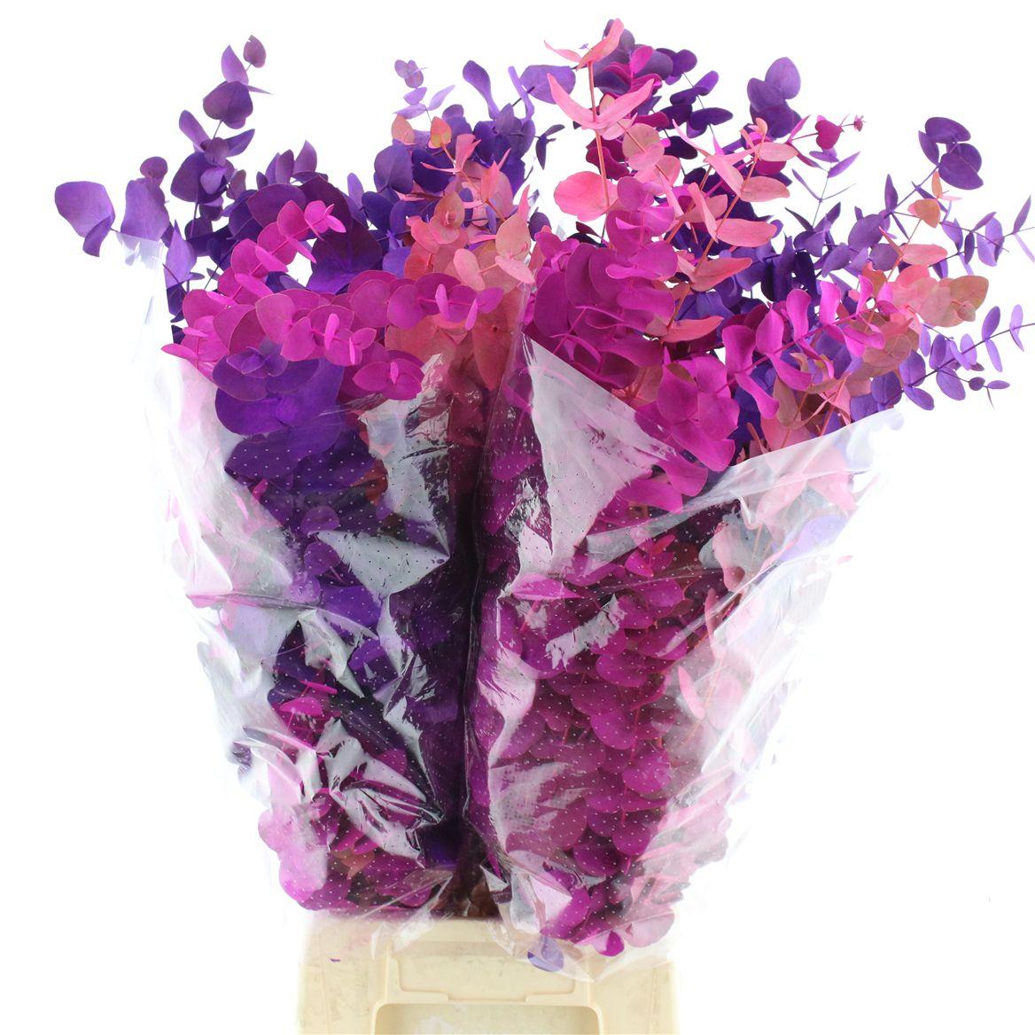 Euca Klb Cinerea Purple Mix