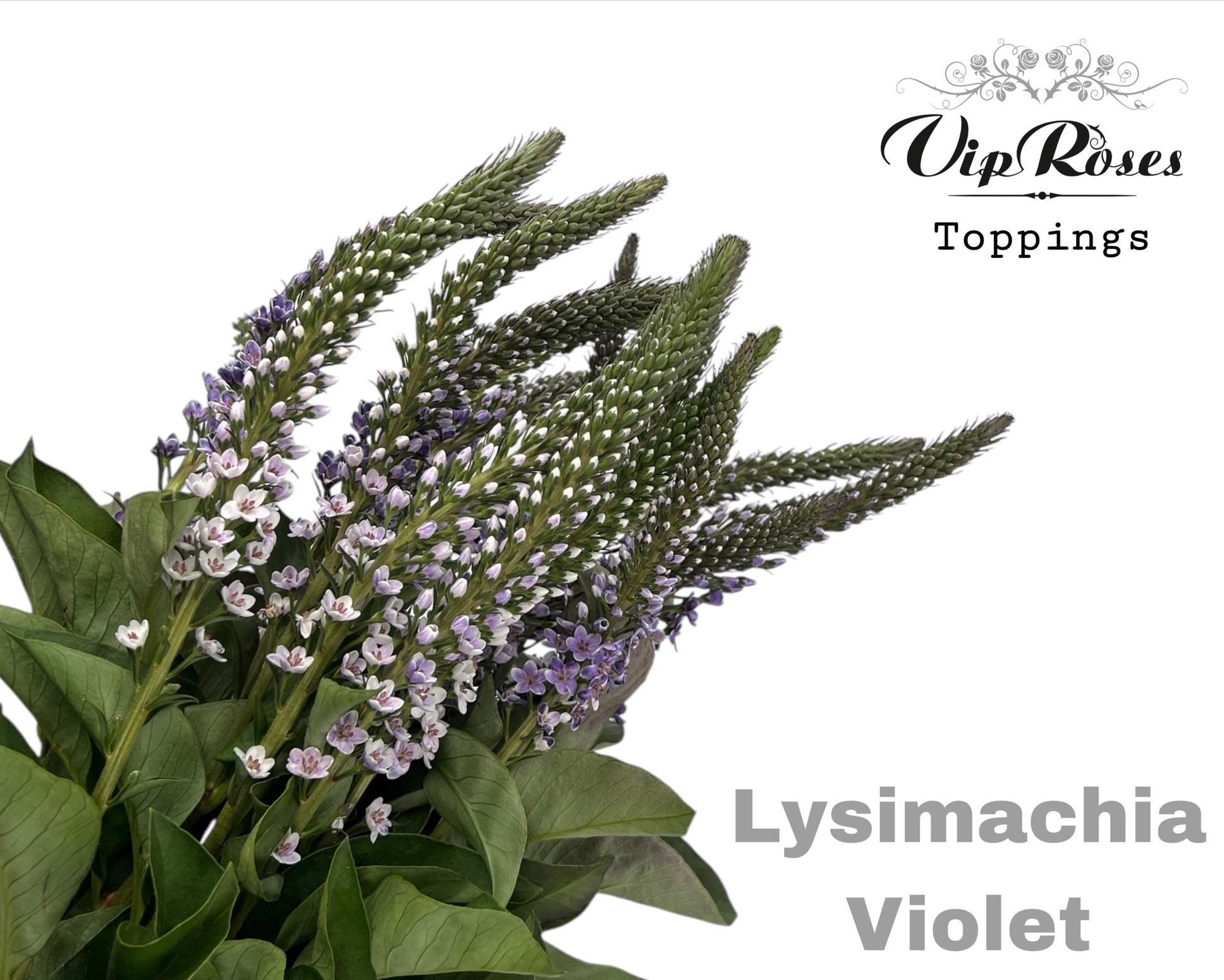 Lysimachia Violet 70 cm