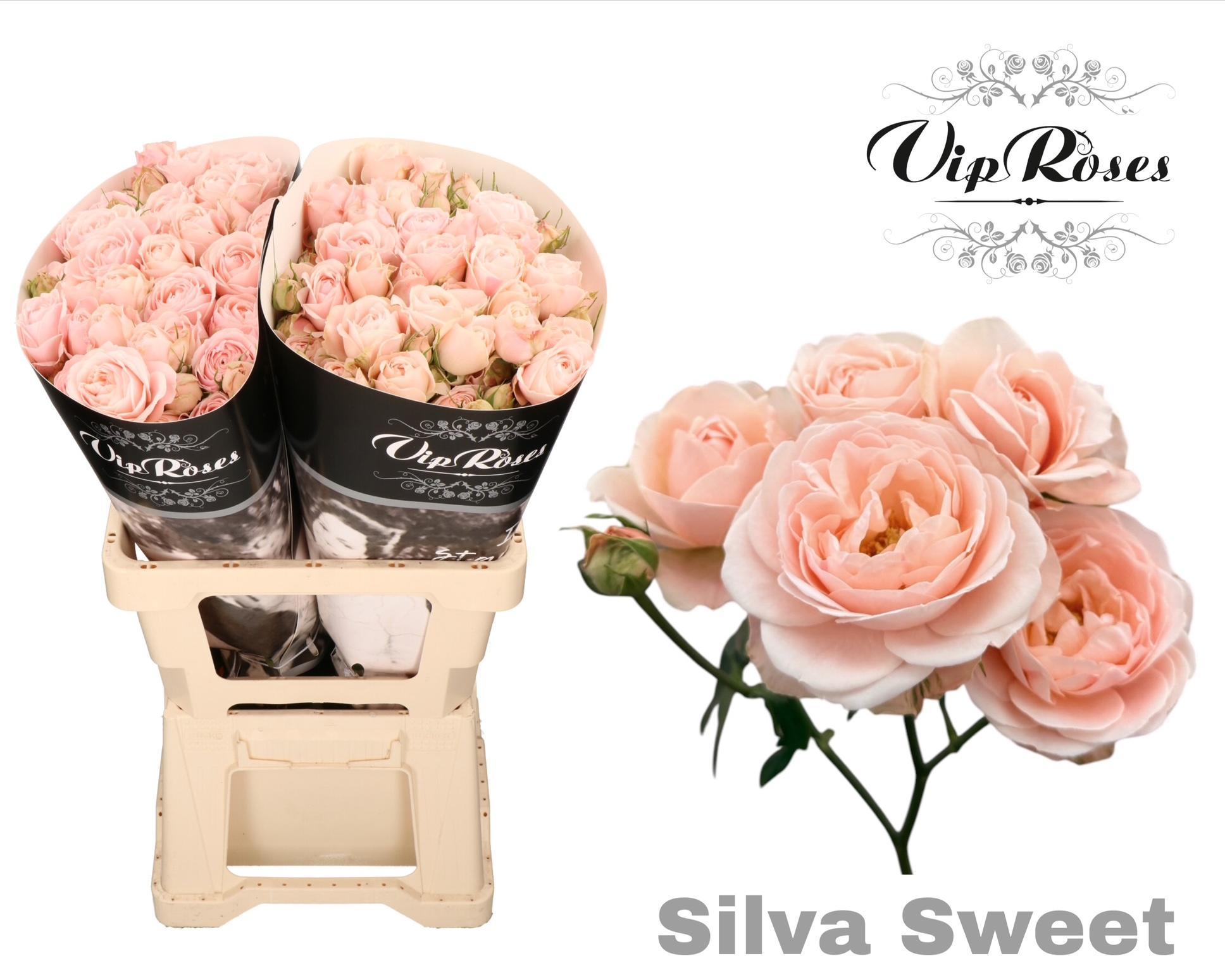 R Tr Silva Sweet+ 70 cm