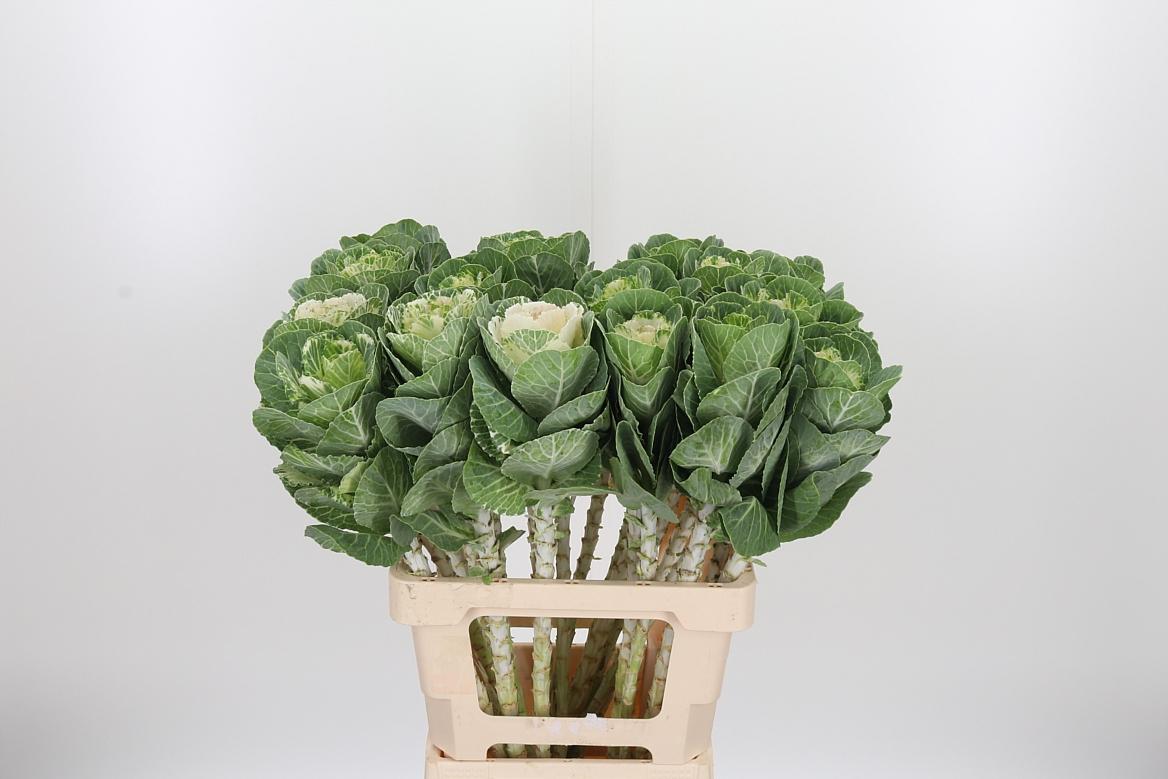 Brassica White Crane