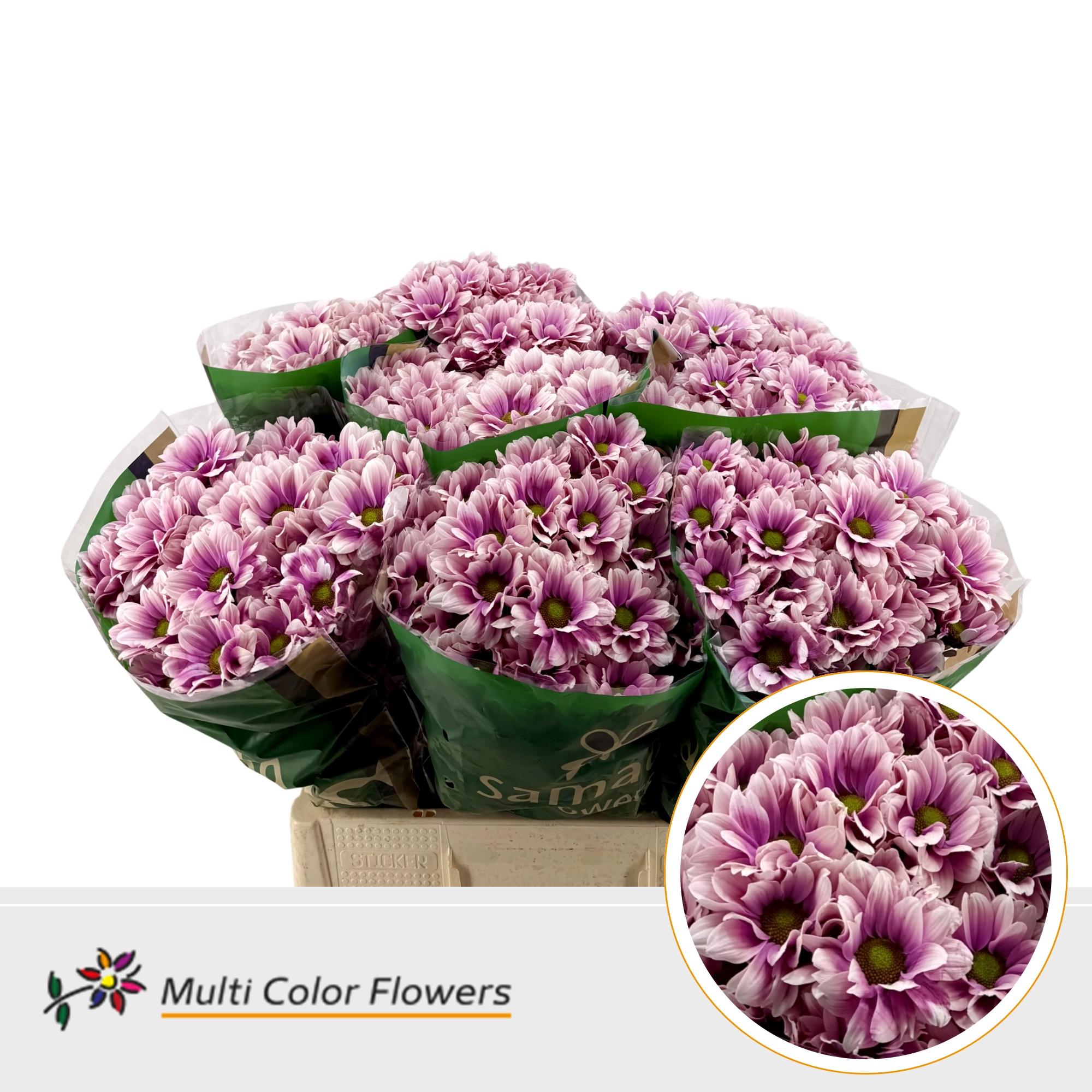 Chrysanth Spray Painted Kennedy Soft Cherry 60cm