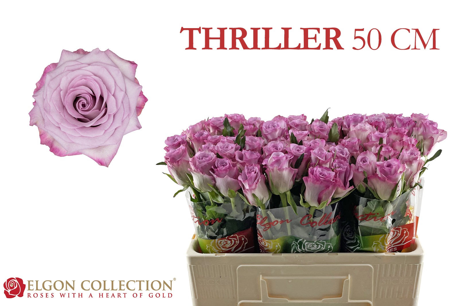 R Gr Thriller