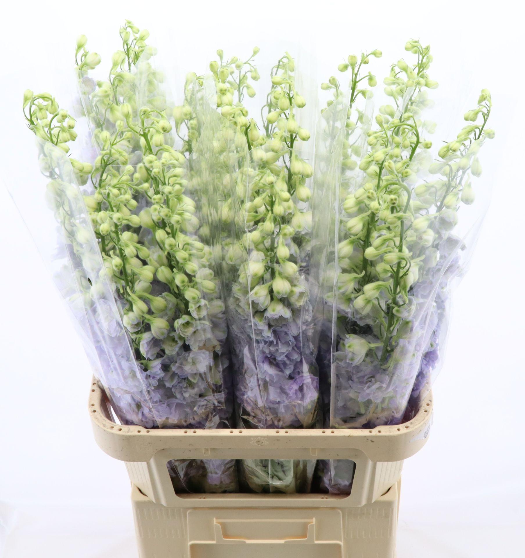 Delphinium Lavender Love