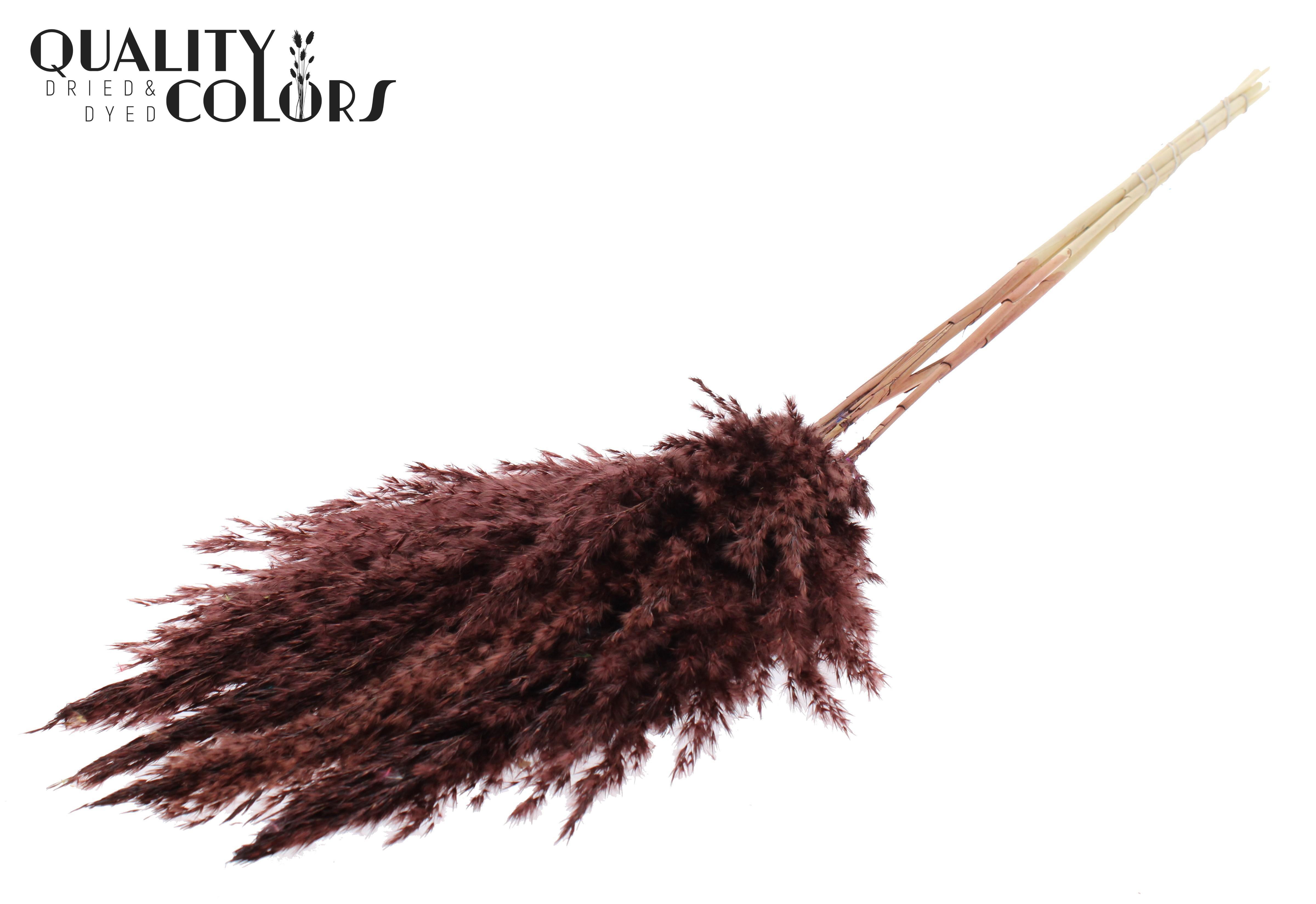 Pampas Grass Brown Per Bunch 100cm