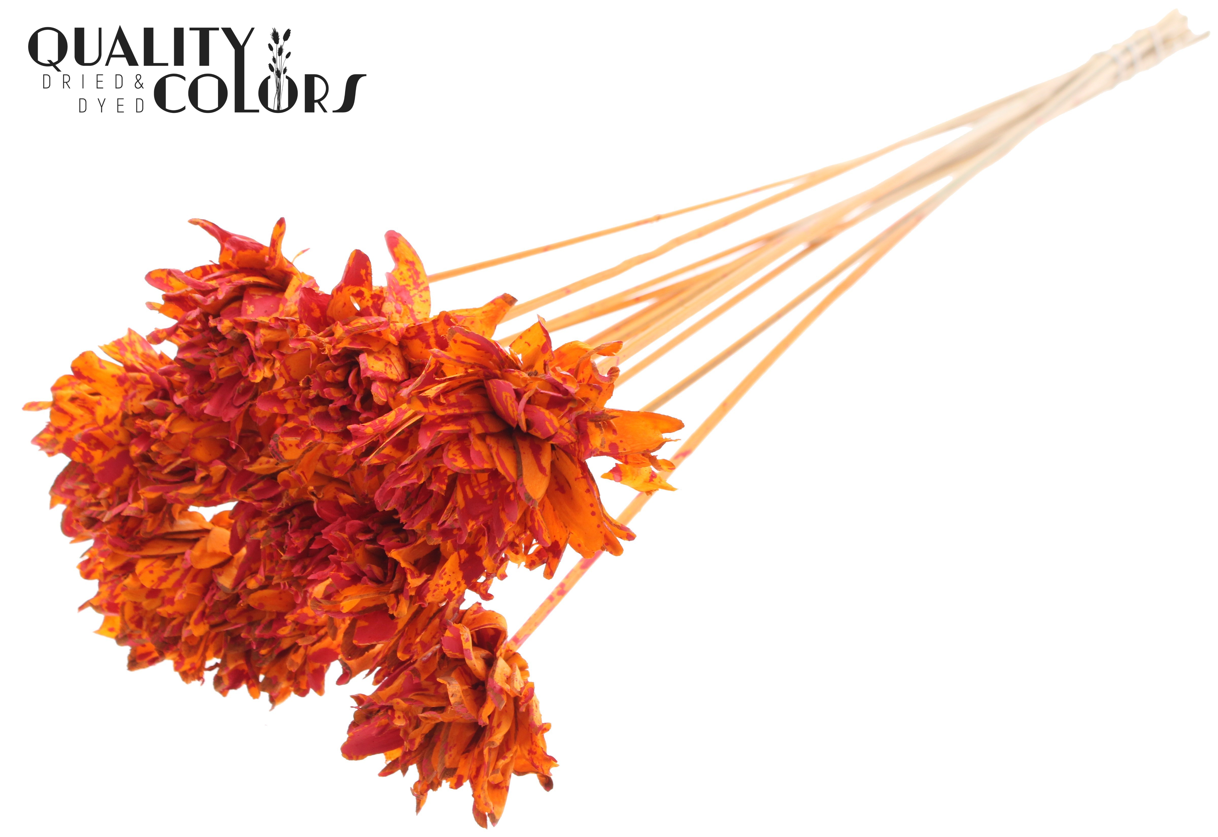 Shola Slice Pine Splashed Orange Red 50cm