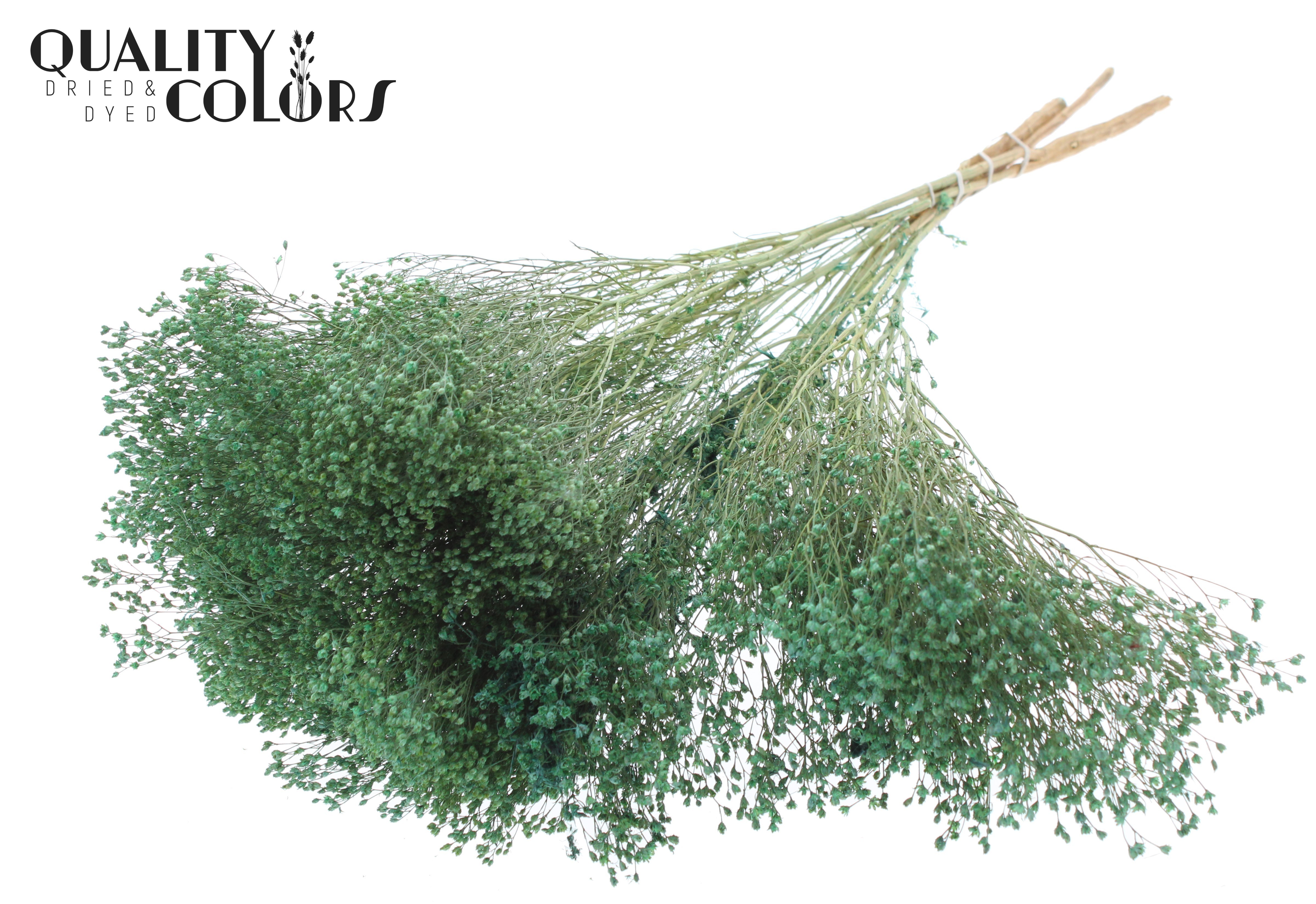 Broom Bloom Frosted Mint Green Per Bunch 50cm