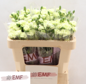 Dianthus Spray Parsley+ 50cm