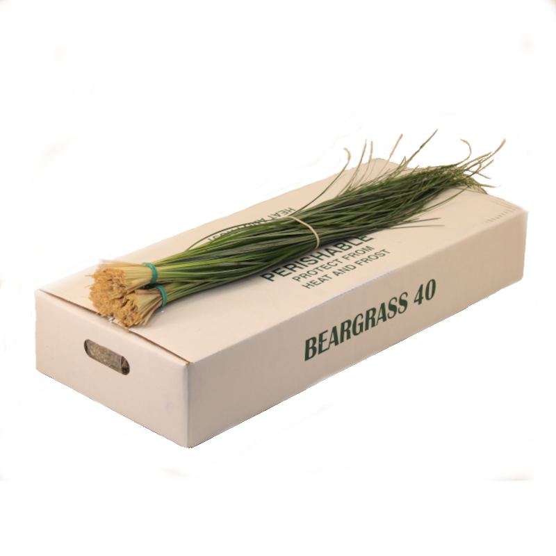 Beargras Per Bunch