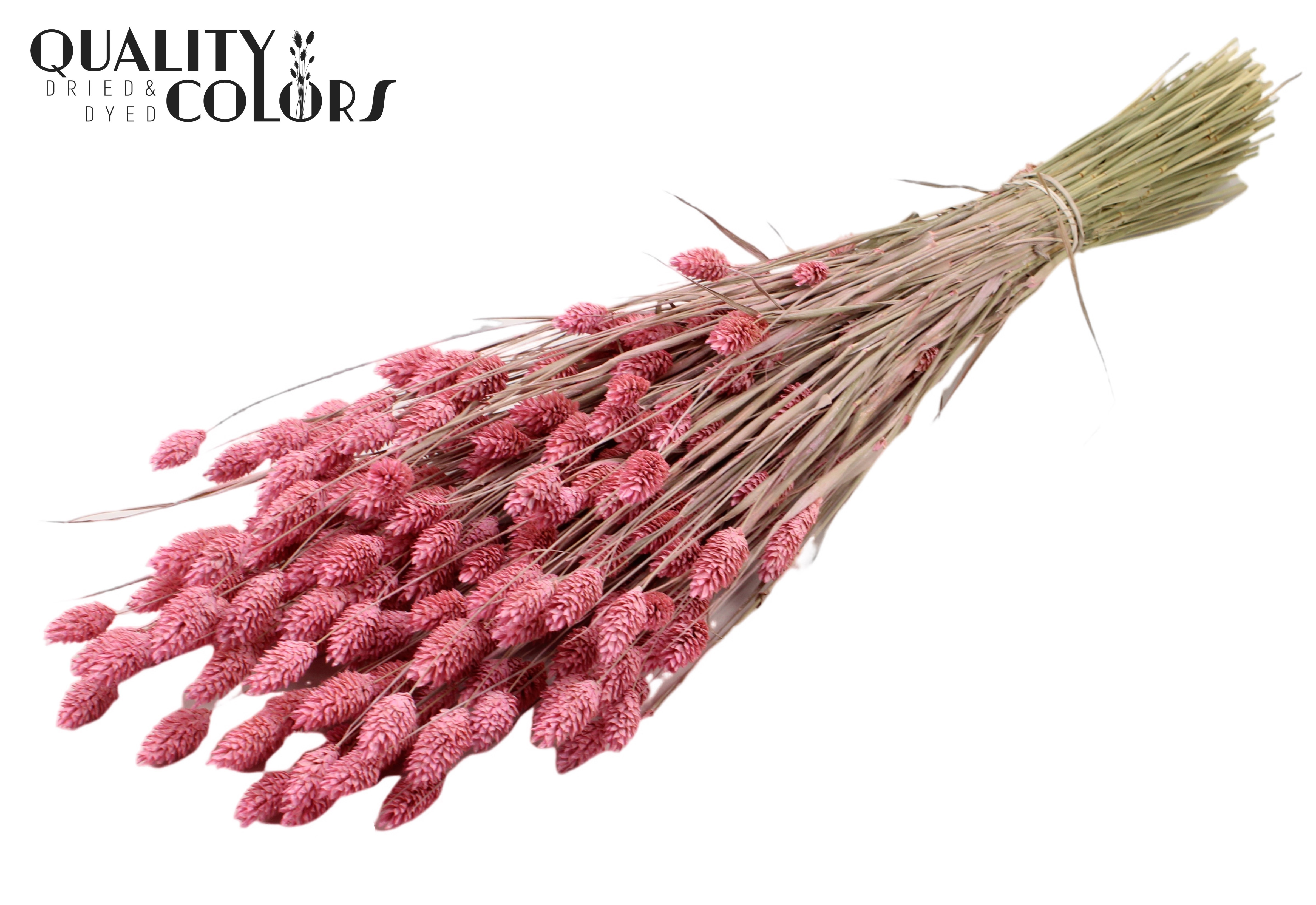 Phalaris Frosted Pink Per Bunch 60cm 220gr.