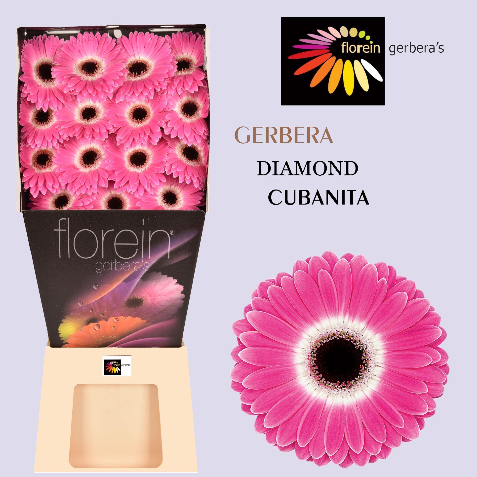 Ge Gr Cubanita Diamond 45