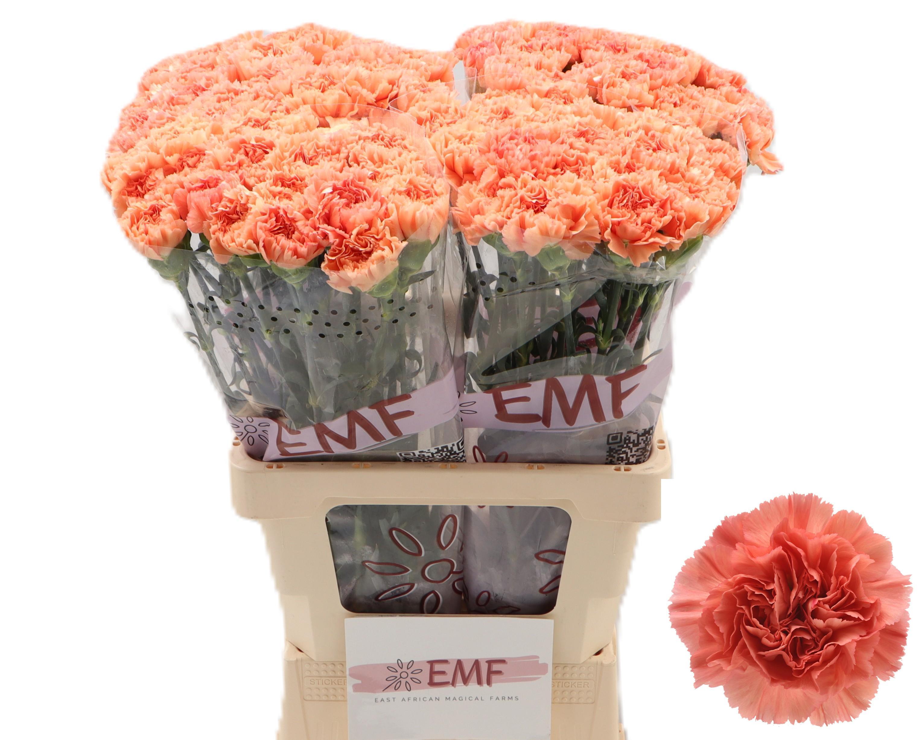 Dianthus Single Megan 65cm