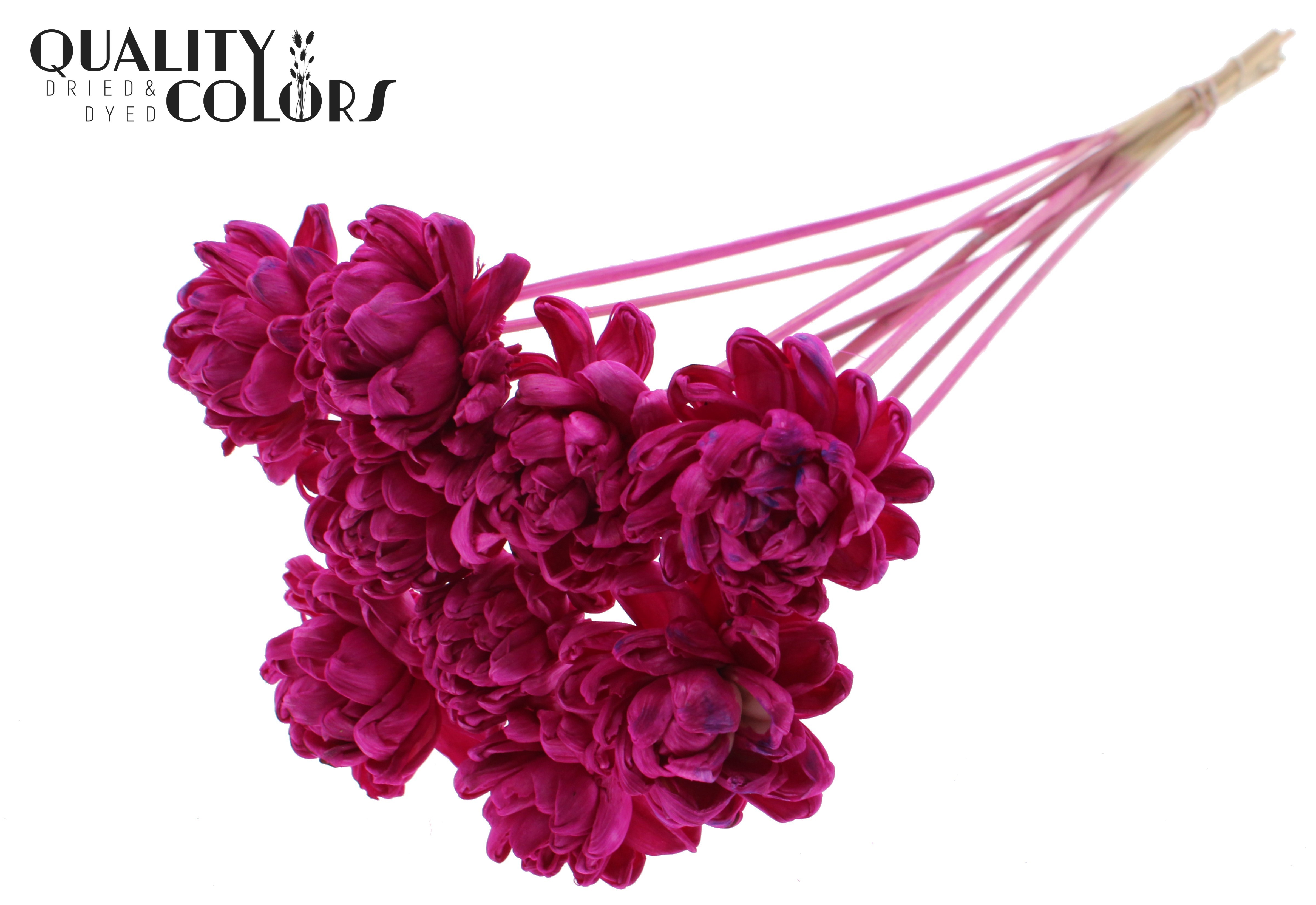 Shola New Beauty Rose Lilac 50cm