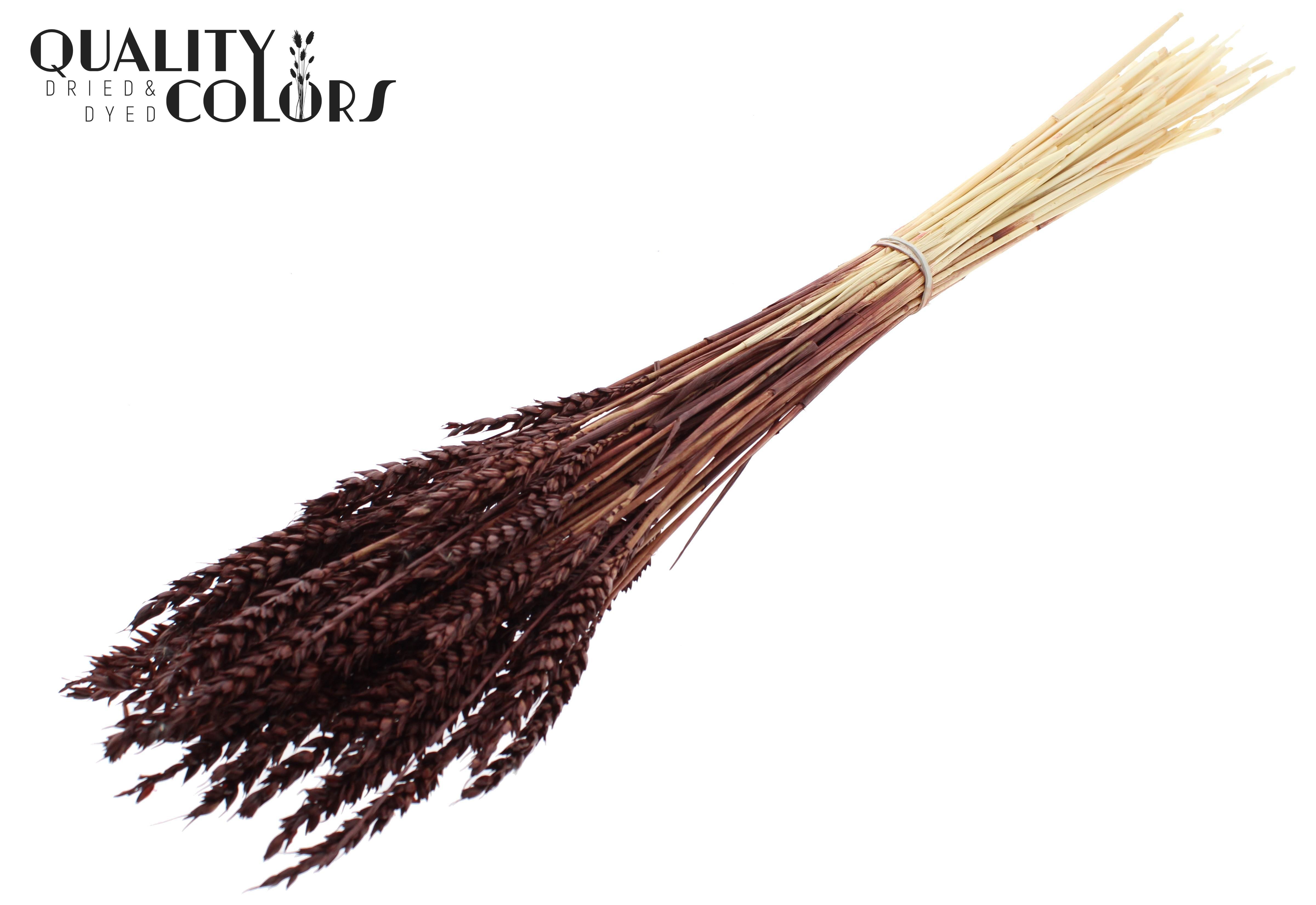 Triticum Intense Brown Per Bunch 60cm