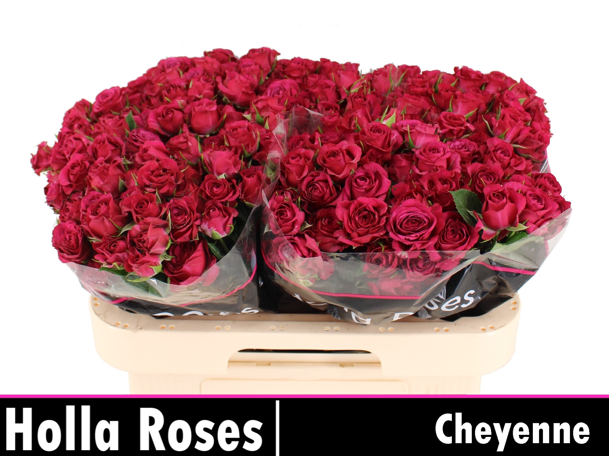 Rosa Spr Cheyenne 60cm