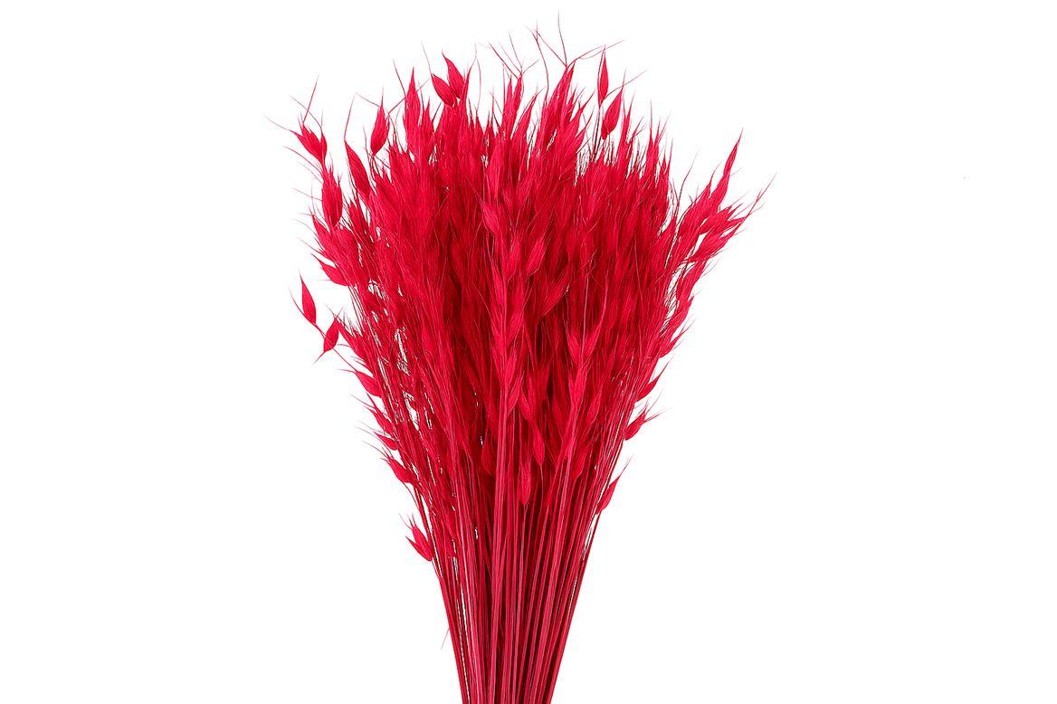 Dried Avena Wild X5 Cerise Bunch