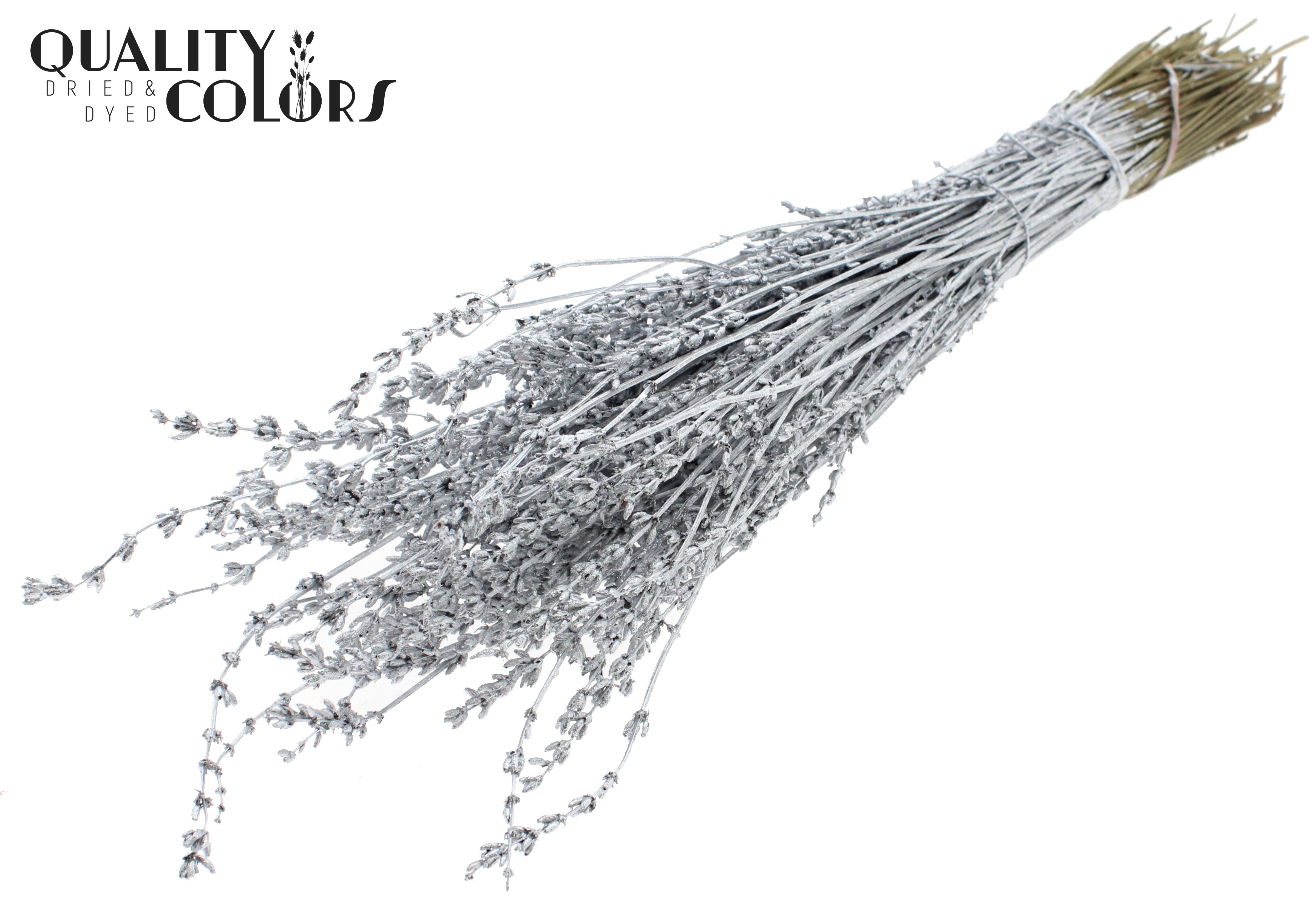 Lavandula Silver Per Bunch 50cm