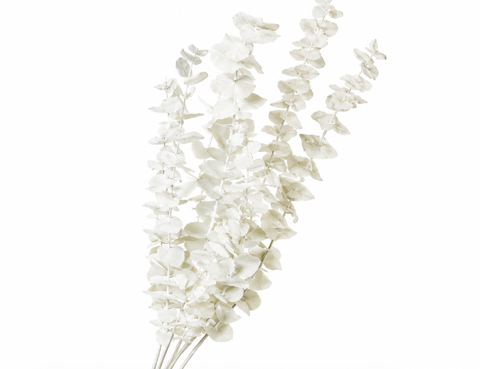 Dried Bleached Eucalyptus Cinerea