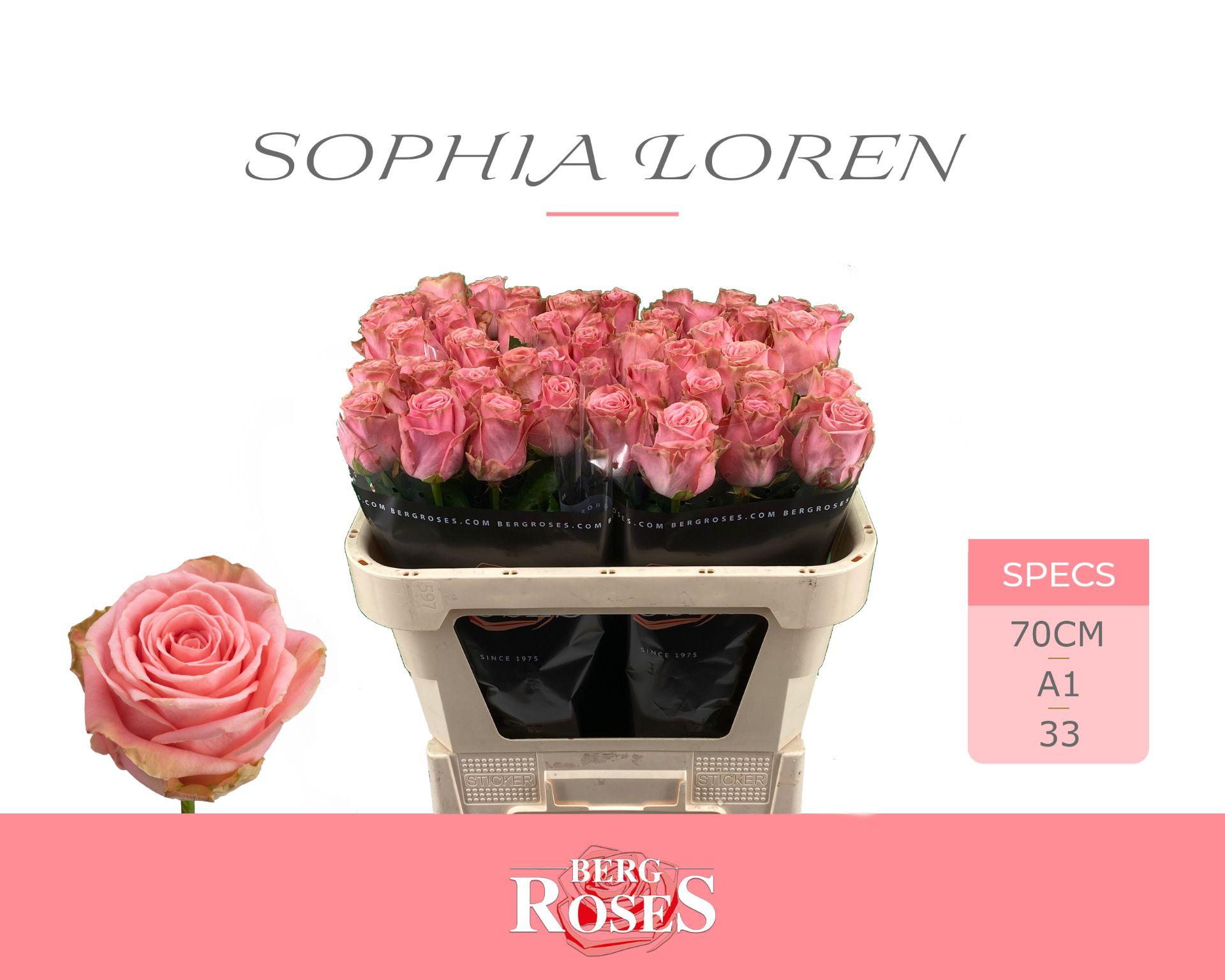 Rosa Sophia Loren 70cm