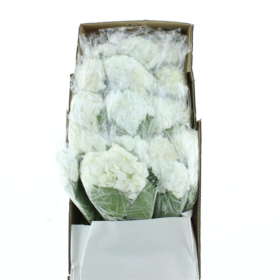Hydr M White Premium