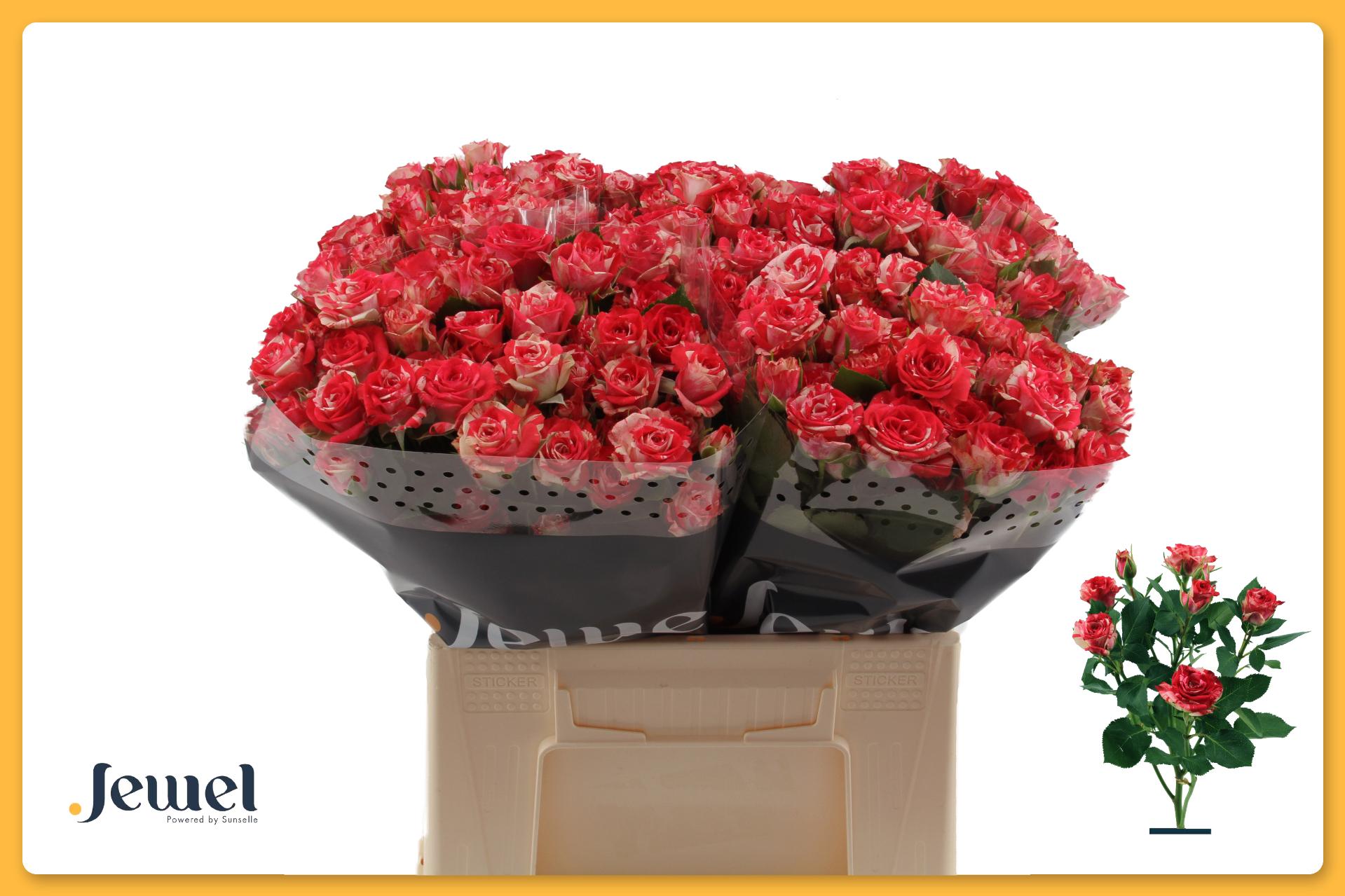 Rosa Spr Fireworks 40cm