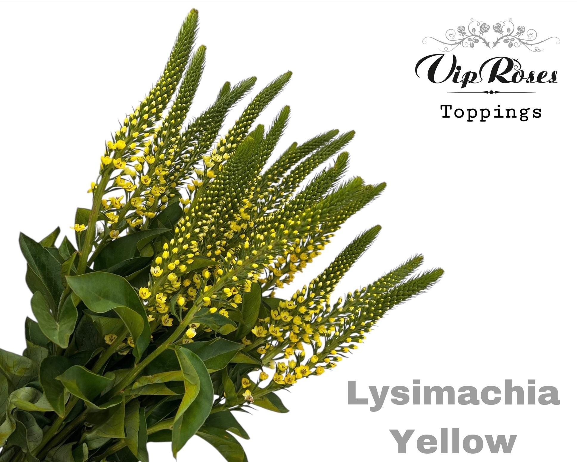 Lysimachia Yellow 70 cm