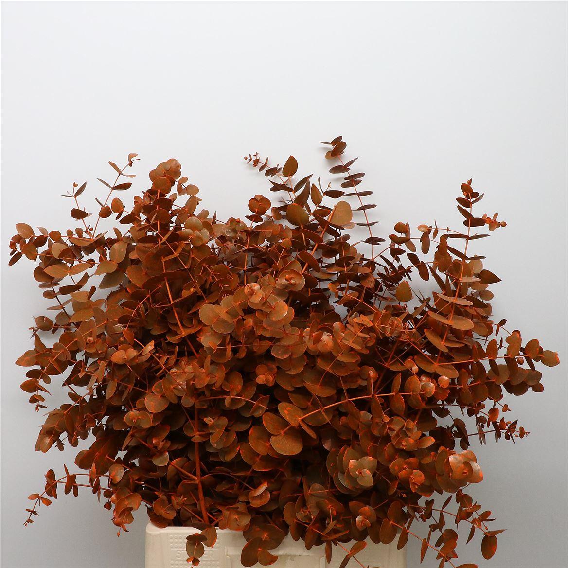 Euca Klb Cinerea Oranje