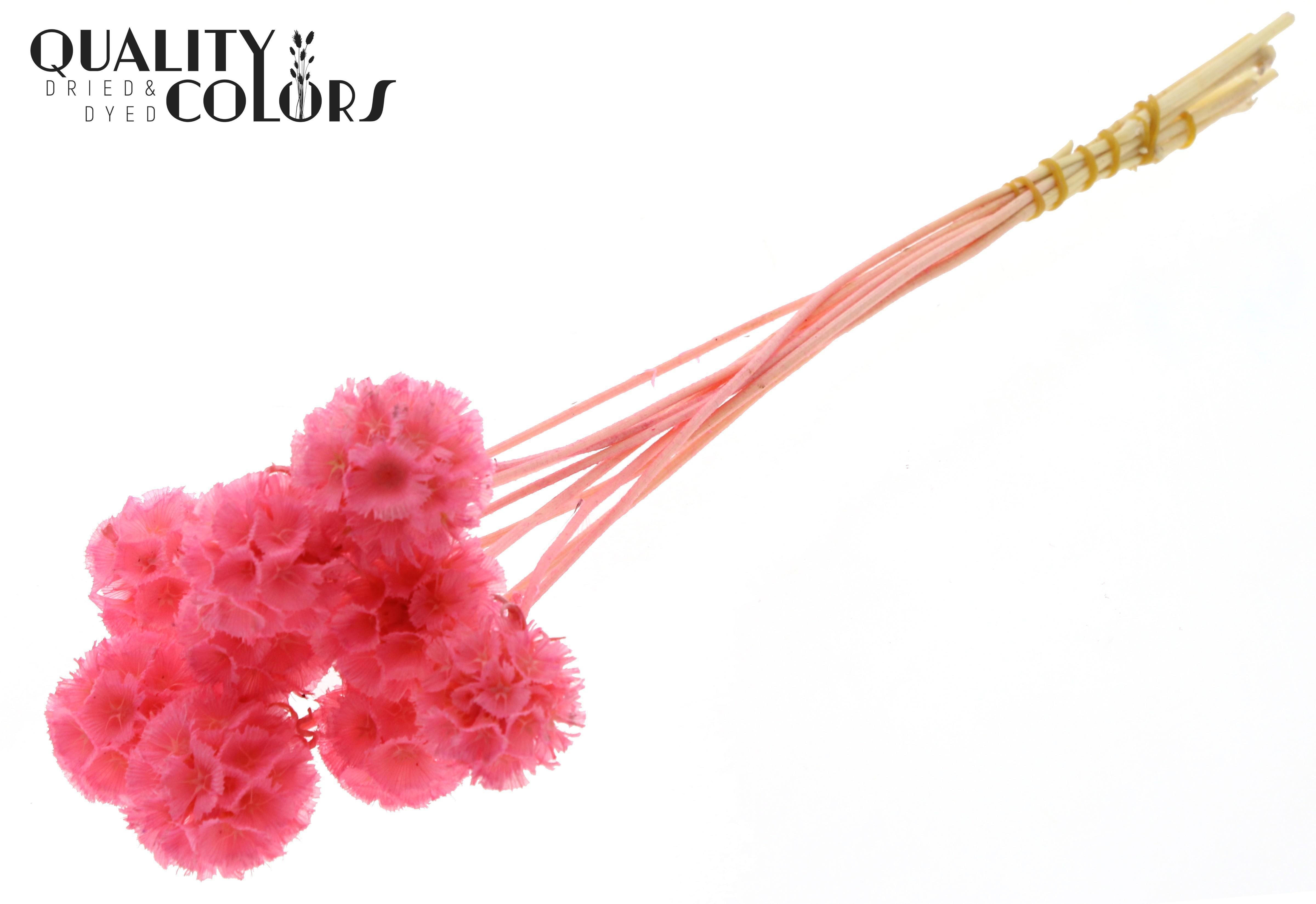 Scabiosa Pink Per Bunch 35cm