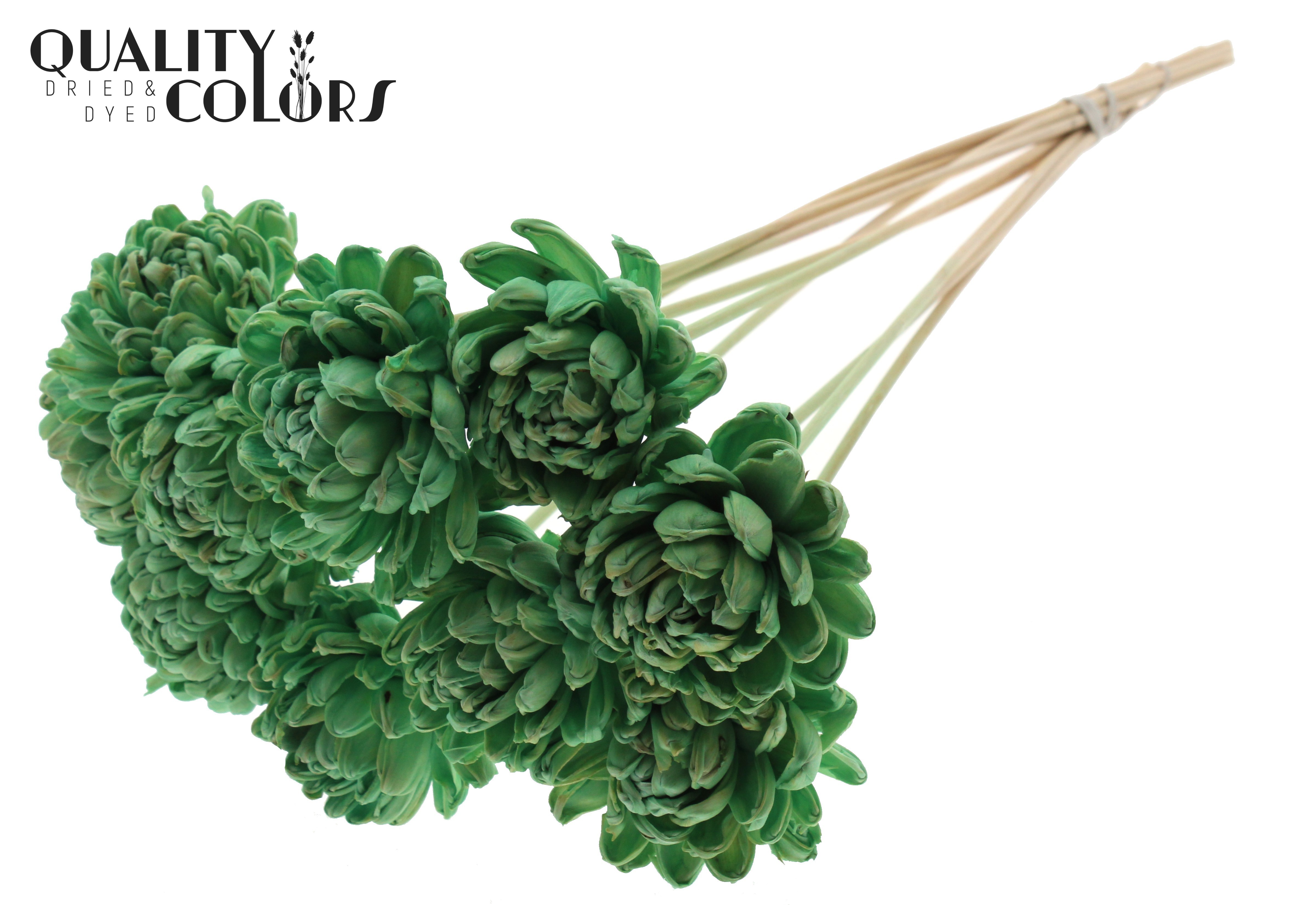 Shola Beauty Rose Mint Green 50cm