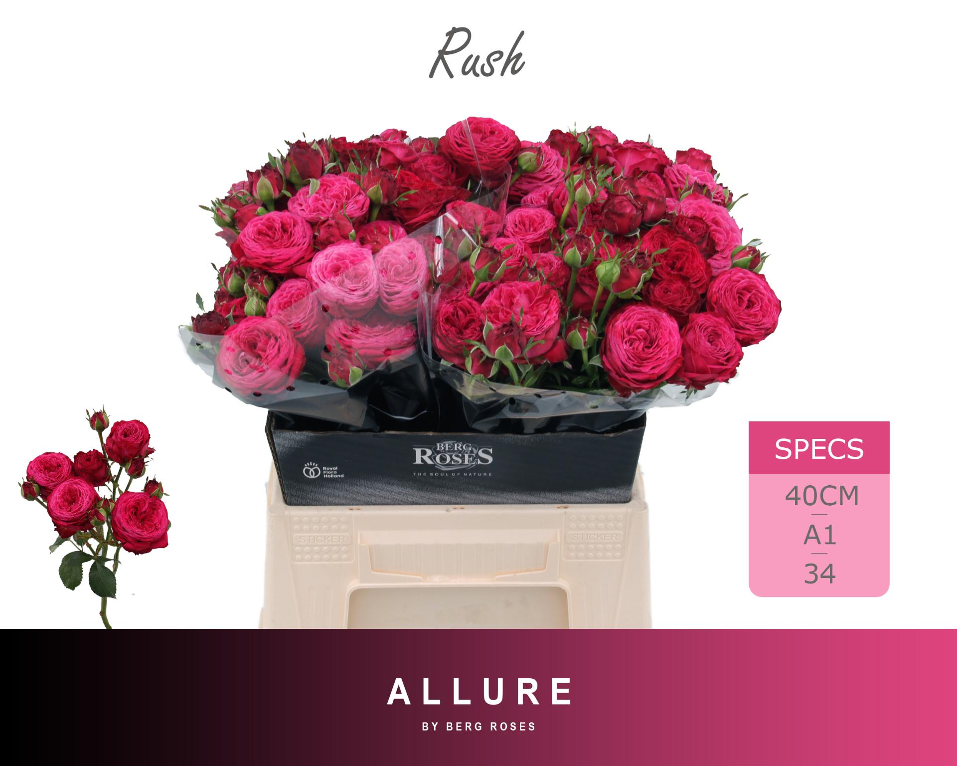 Rosa Spray Rush 40cm