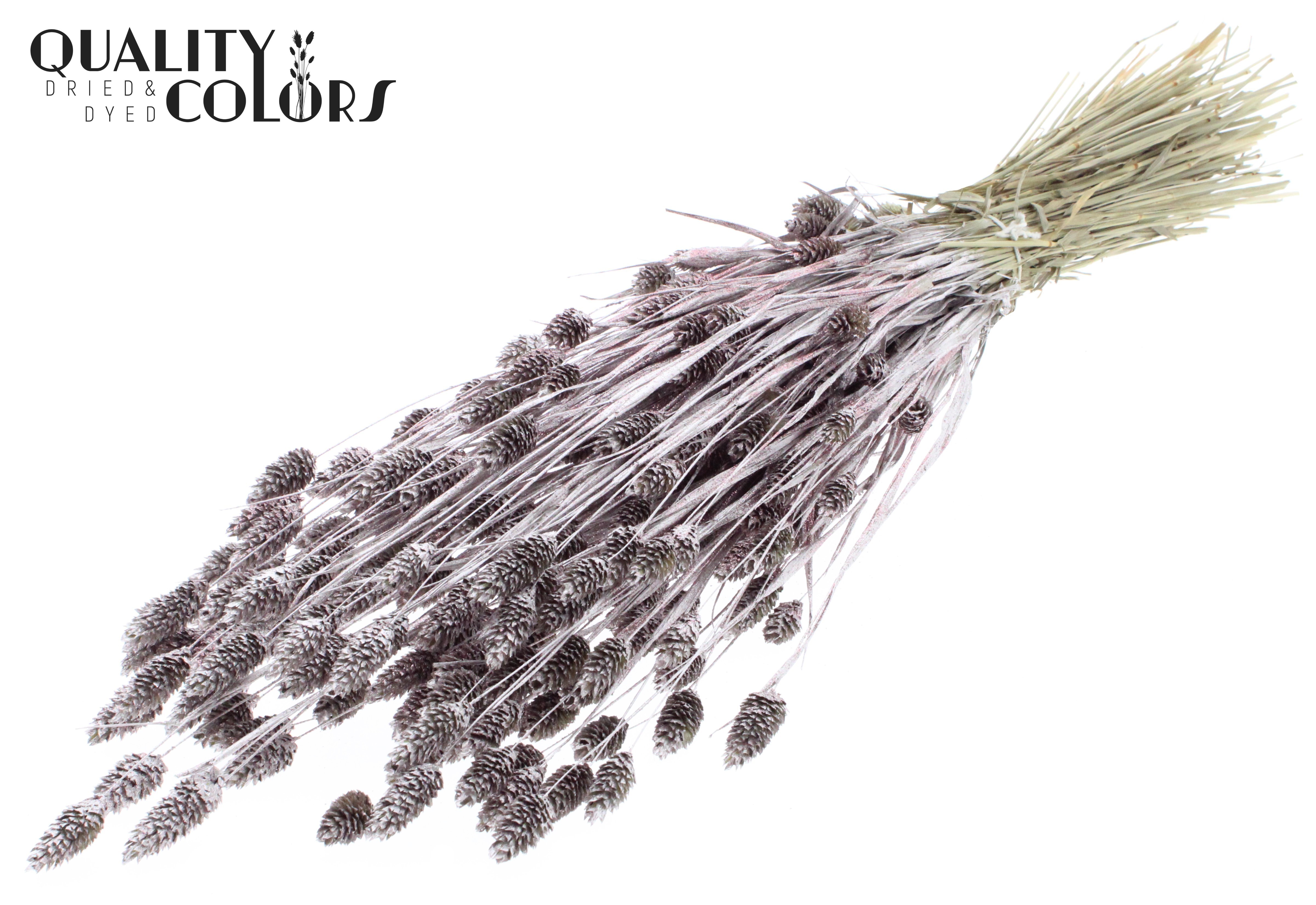 Phalaris Champagne + Glitter Per Bunch 60cm 220gr.