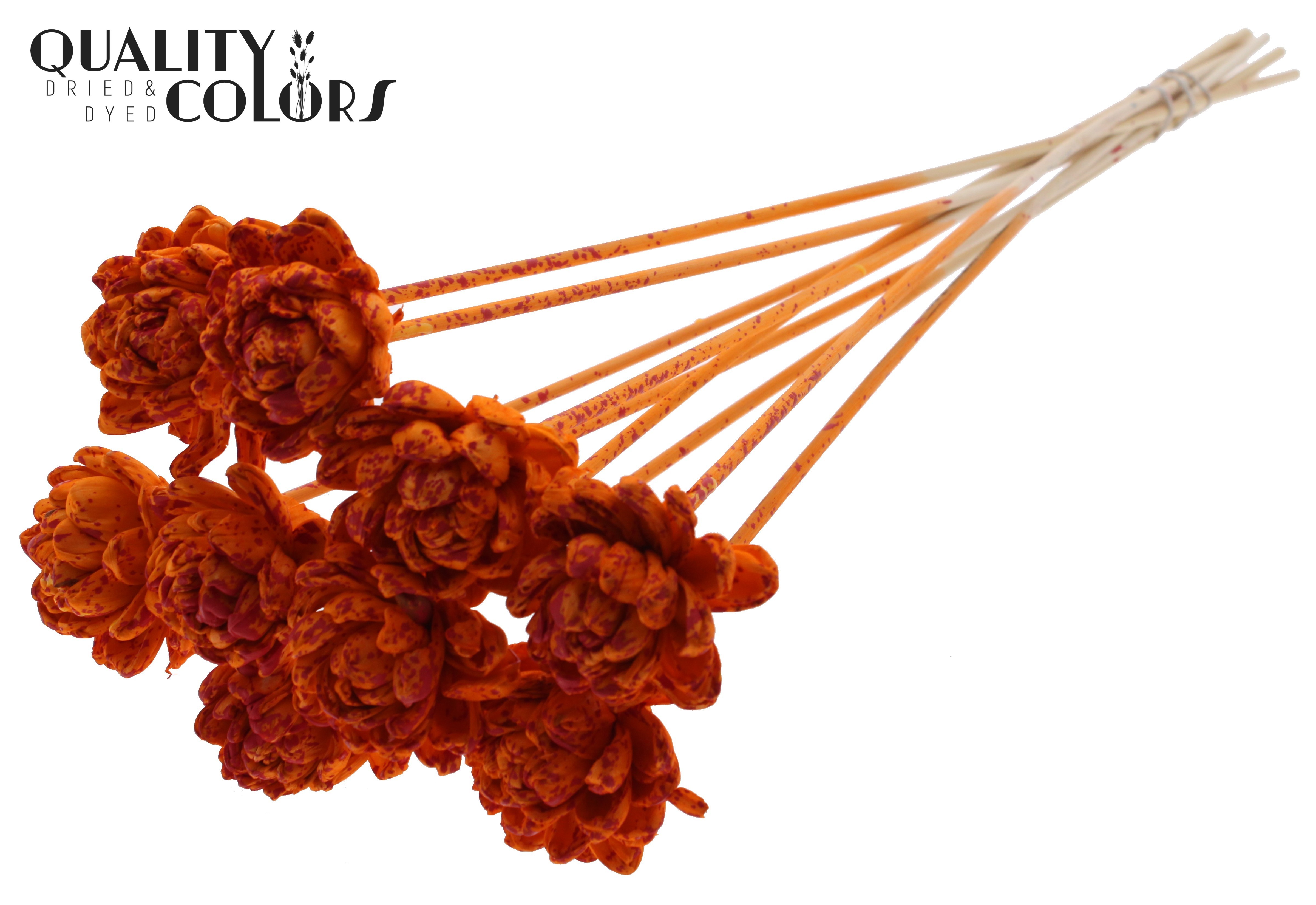 Shola New Beauty Rose Splashed Orange Red 50cm