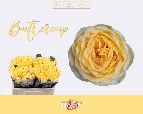 Rosa Buttercup 50cm