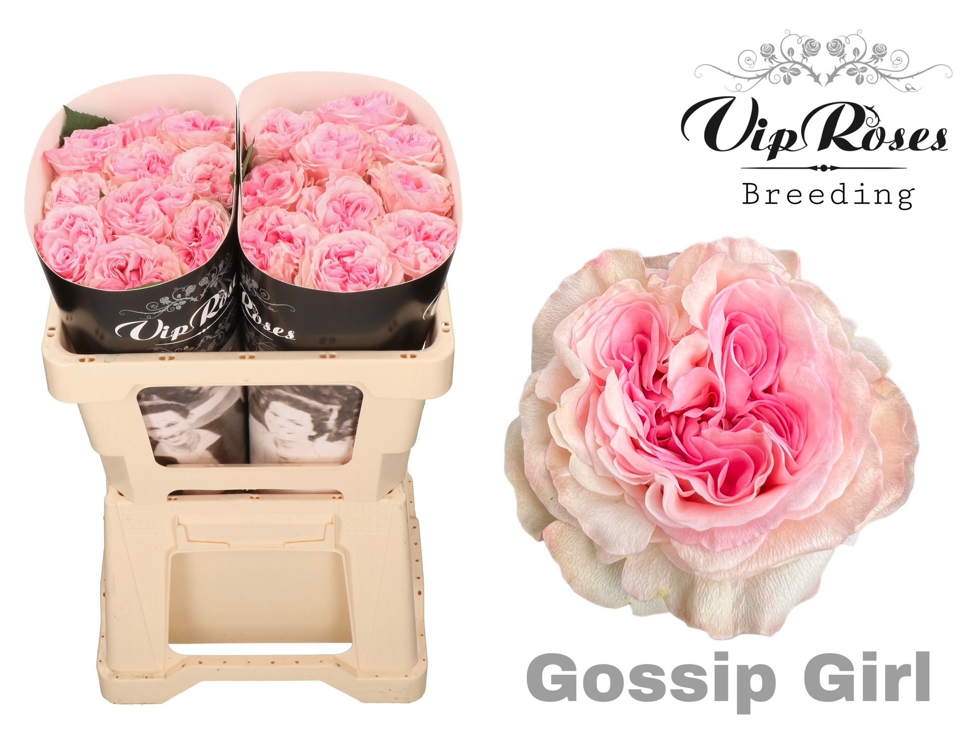 R Gr Gossip Girl X20 50 cm