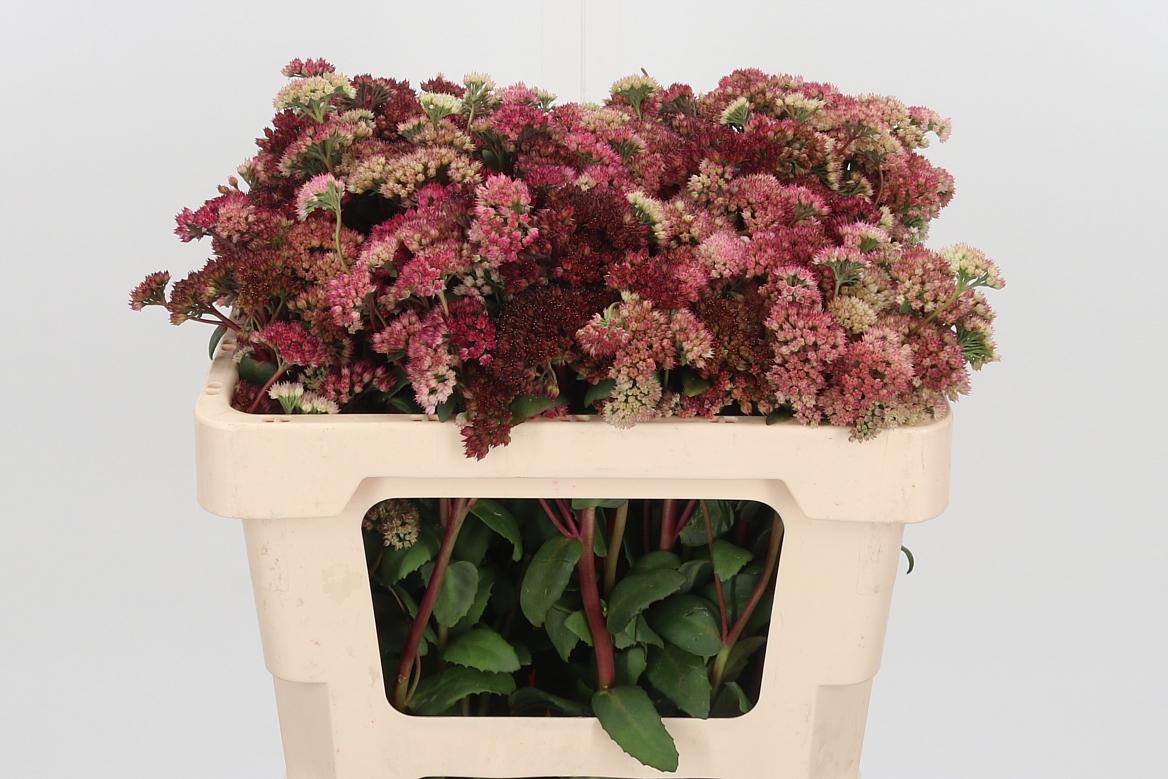 Sedum Magical Lizzy