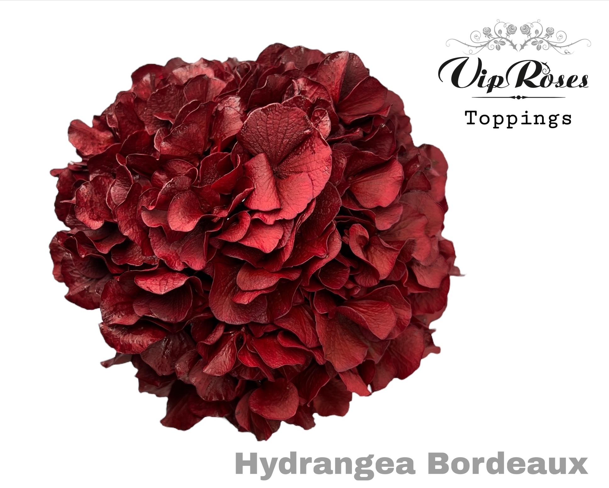 Hydrangea Painted 80cm 16Ø