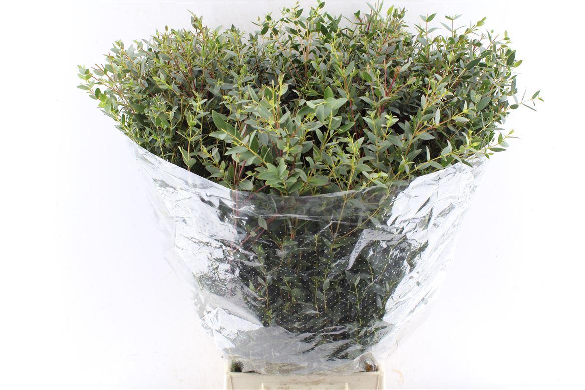 Euca Parvi 300 Gram